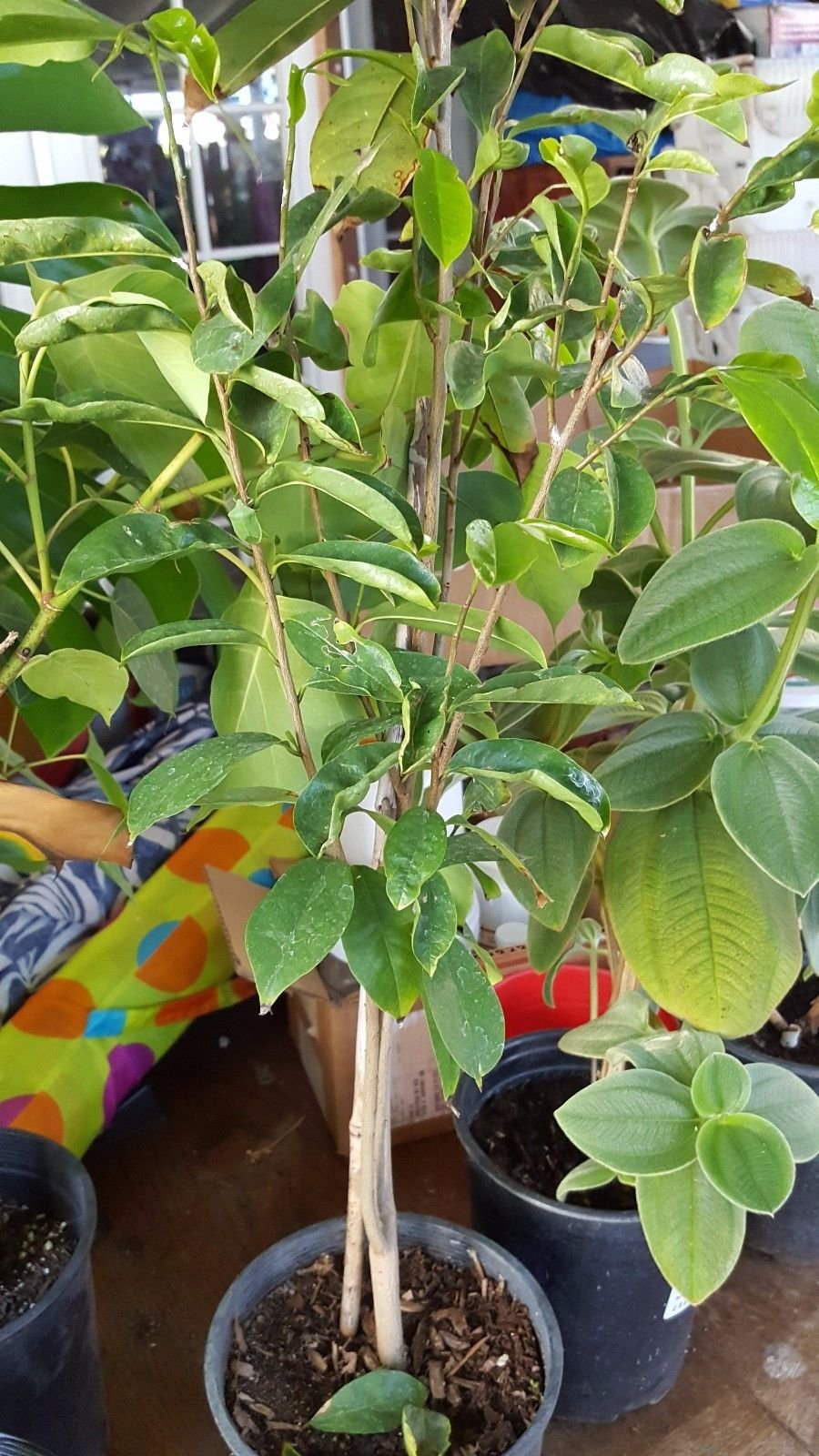 Organic Soursop Tree Live Plant - 2-3 Feet Tall in 1 Gallon Pot - Annona Muricata Fruit Tree for Home Garden & Tropical Landscaping - Perfect for Backyard Orchards, Container Gardening & Fresh Fruit Lovers