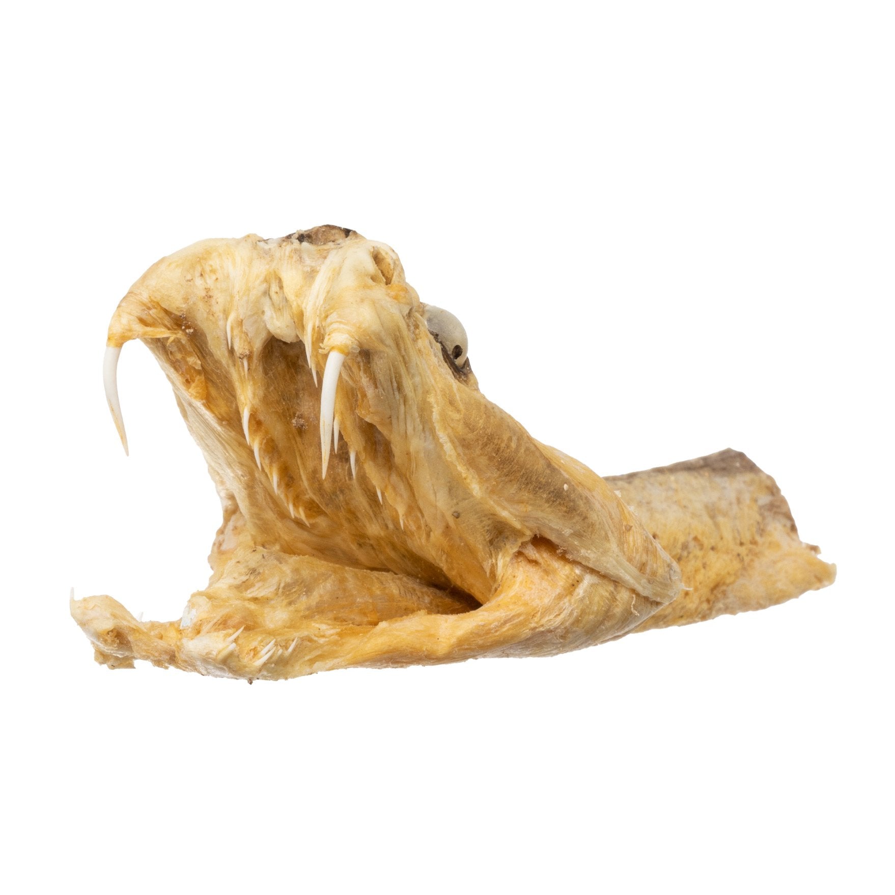 Preserved Rattlesnake Head - Authentic Taxidermy Specimen for Home Decor, Western Style, and Unique Gifts - Perfect for Halloween, Cabin Decor, and Oddity Collections