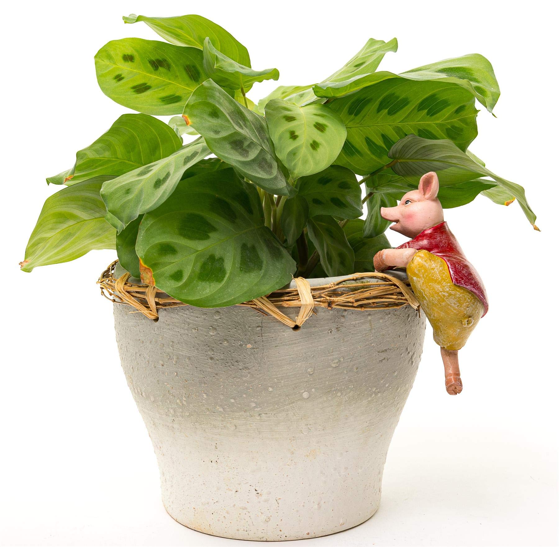 Pigling Bland Pot Buddy - Licensed Beatrix Potter Ceramic Plant Pot Hanger for Indoor & Outdoor Gardens | Perfect for Hanging Flower Pots, Herb Planters, and Succulent Displays