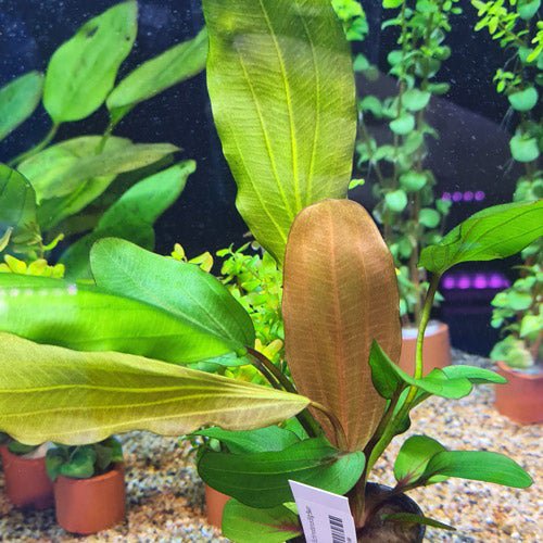 TCulture Echinodorus Big Bear Aquatic Plant - Live Freshwater Aquarium Plant for Fish Tanks, Ponds & Aquascaping (Potted) | Perfect for Beginners & Aquatic Plant Enthusiasts