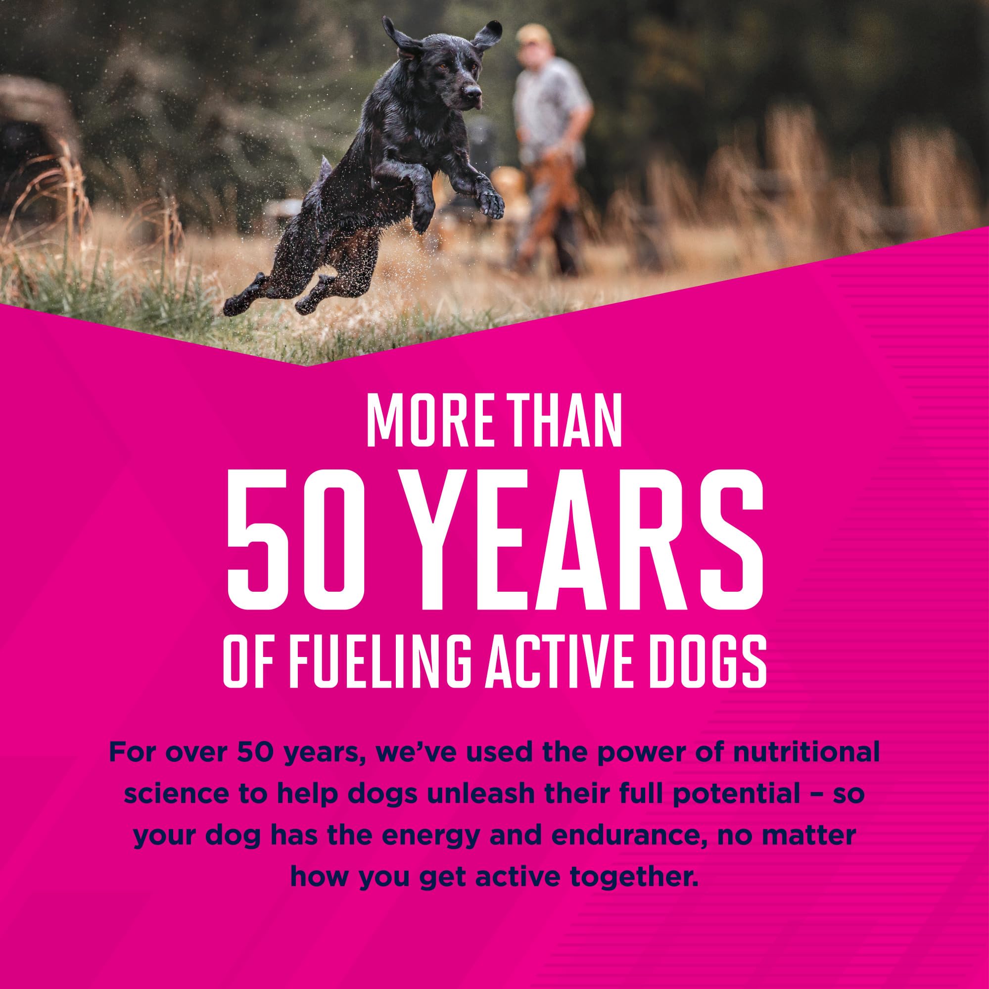 Eukanuba Senior Large Breed Dry Dog Food for Adult Dogs - 30 lb Bag | High Protein Nutrition for Joint & Muscle Health - Ideal for Golden Retrievers, Labradors & Large Breeds