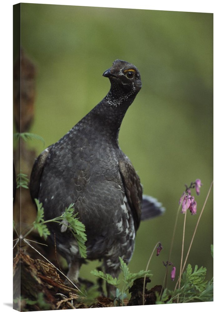 Tim Fitzharris Blue Grouse North America Canvas Wall Art Print - Gallery Wrap Giclee Wildlife Painting - Perfect for Living Room, Bedroom & Office Decor