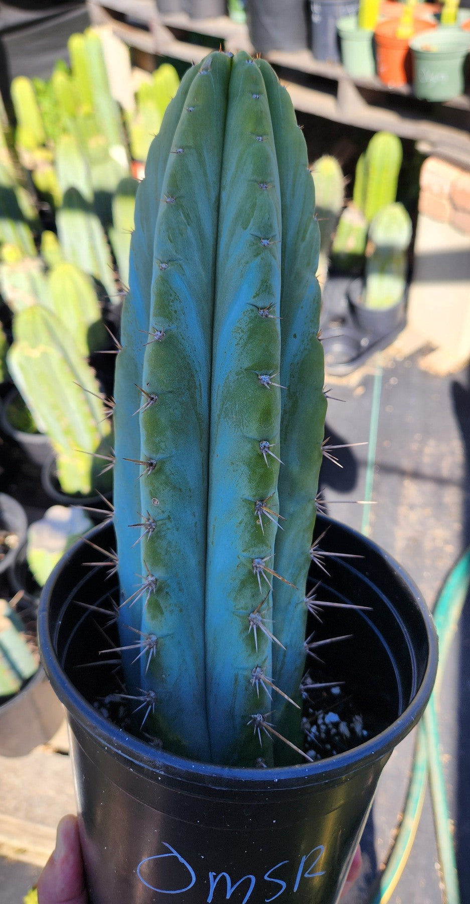 EC128 Trichocereus Peruvianus Old Man Cactus Cutting & Potted Plant - Rare Ornamental Cactus for Home Decor, Garden Landscaping, and Desert Terrariums