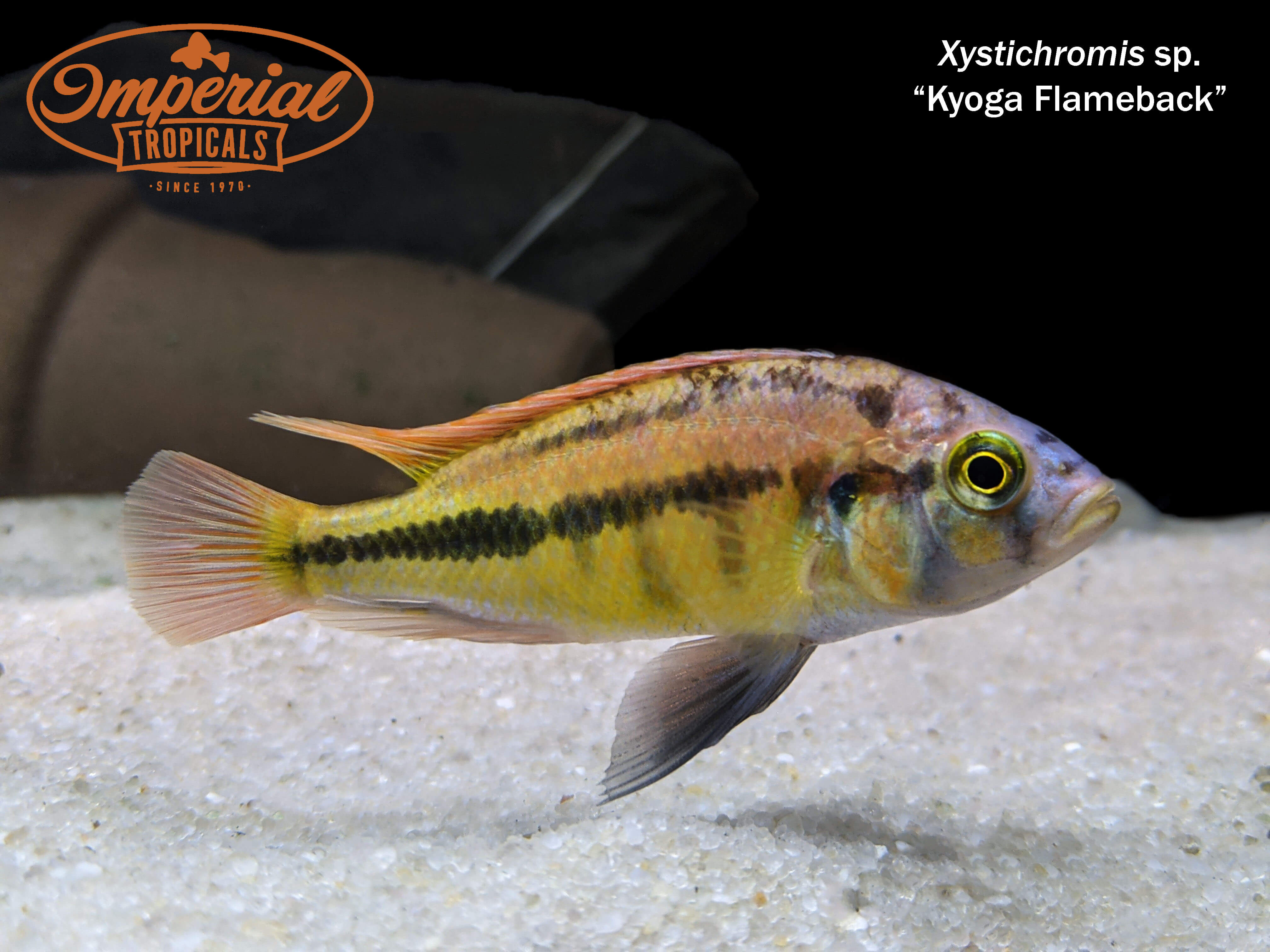 Kyoga Flameback Xystichromis Sp - Rare African Cichlid Fish for Aquarium Enthusiasts | Perfect for Freshwater Tanks & Cichlid Breeding Setup