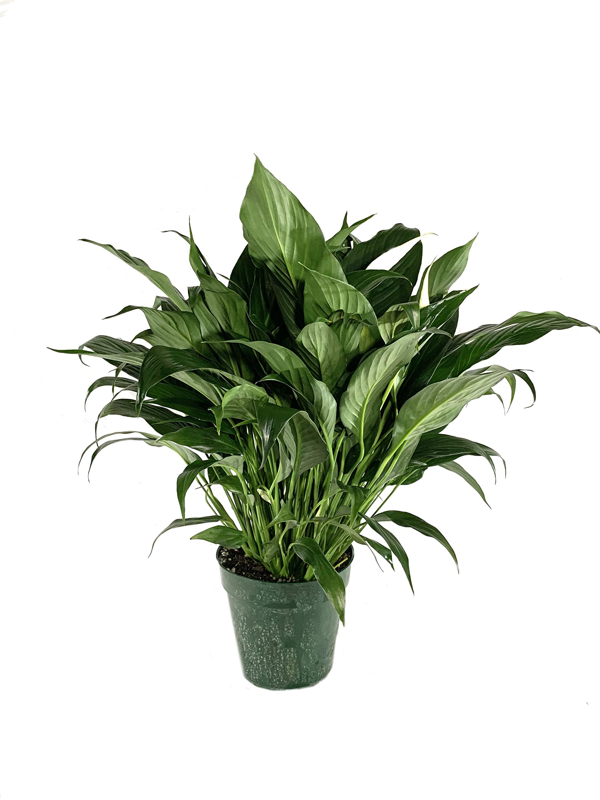 Peace Lily Live Plant - Spathiphyllum in 6 Inch Pot | Air Purifying Indoor Houseplant for Home, Office & Bedroom Decor | Low Maintenance Houseplant Gift Idea
