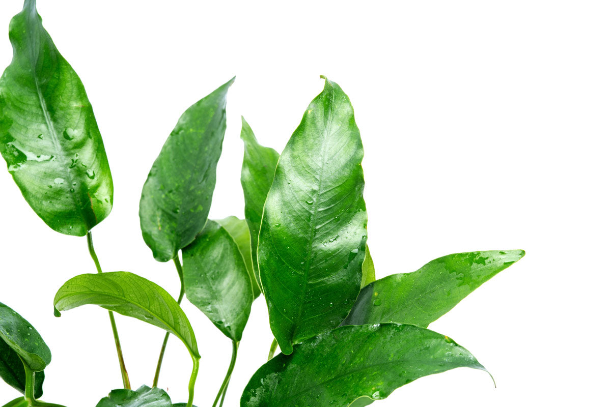Anubias Short and Sharp Mother Plant - Live Aquatic Plant for Aquariums & Fish Tanks - Perfect for Aquascaping, Nano Tanks, and Shrimp Habitats