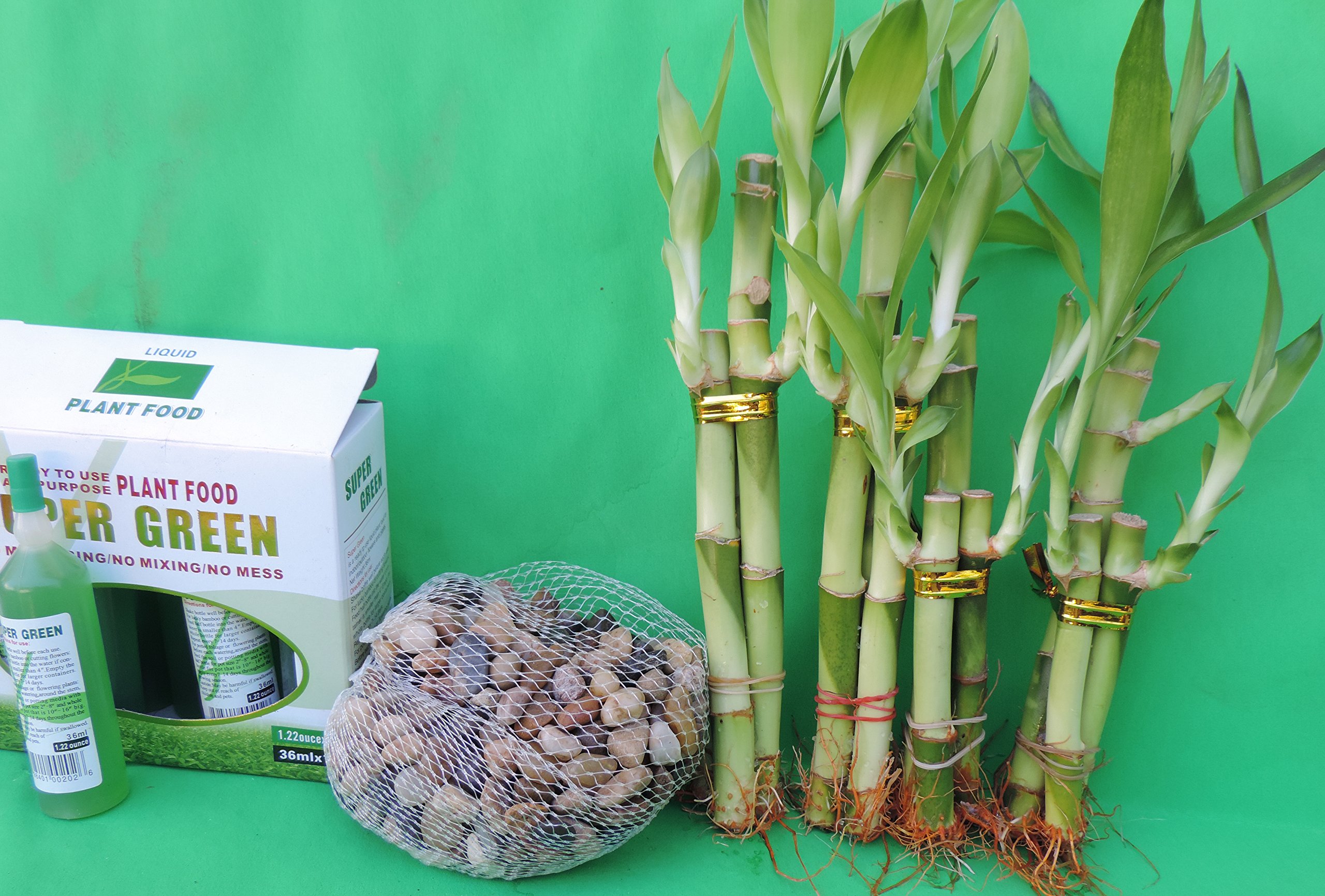 Lucky Bamboo Set with River Rocks & Super Green Plant Food - Feng Shui Home Decor, Office Desk Plant for Good Luck & Positive Energy