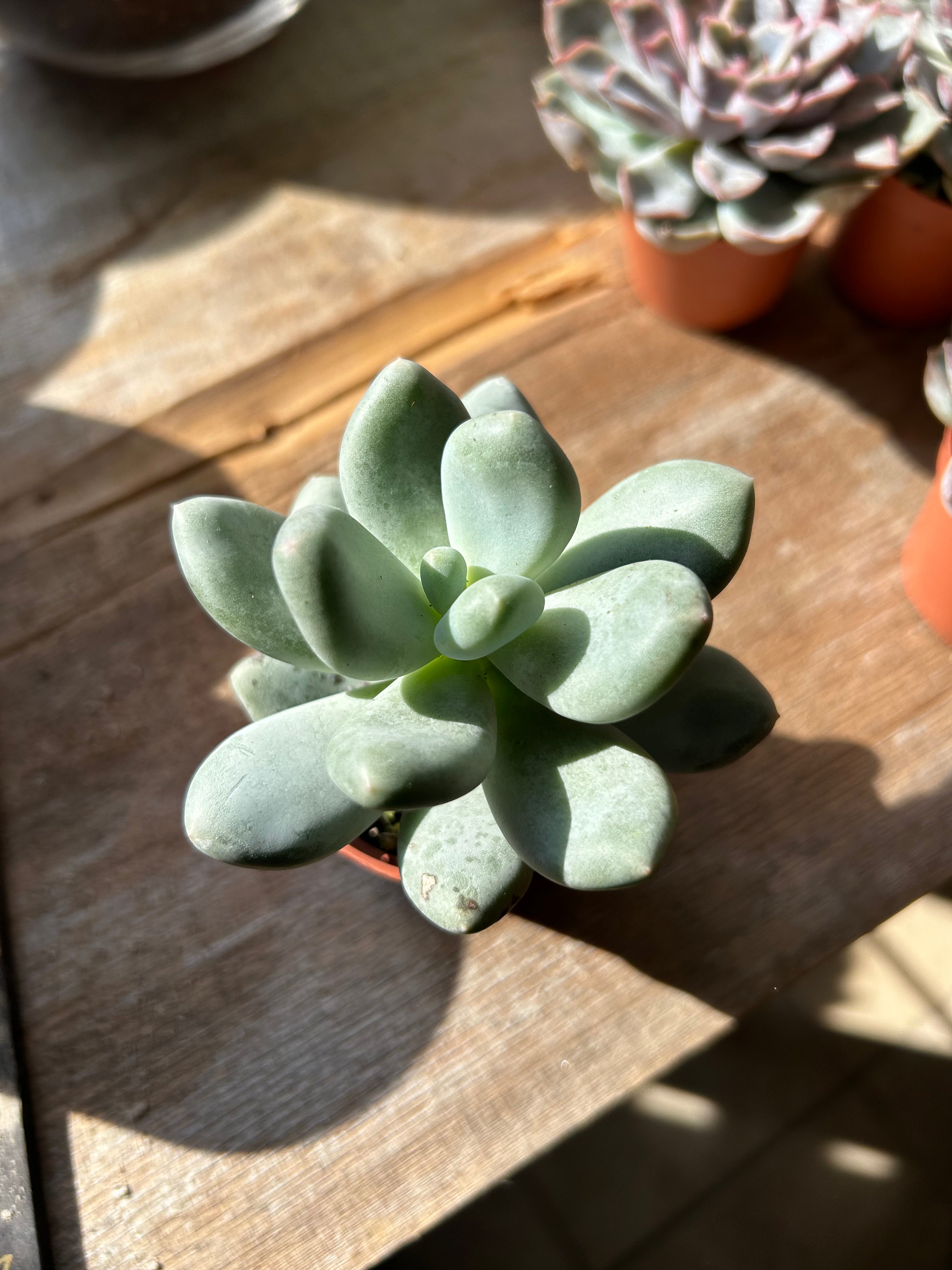 2 Pack Live Succulent Plants - Low Maintenance Indoor/Outdoor Houseplants for Home, Office, and Garden Decor