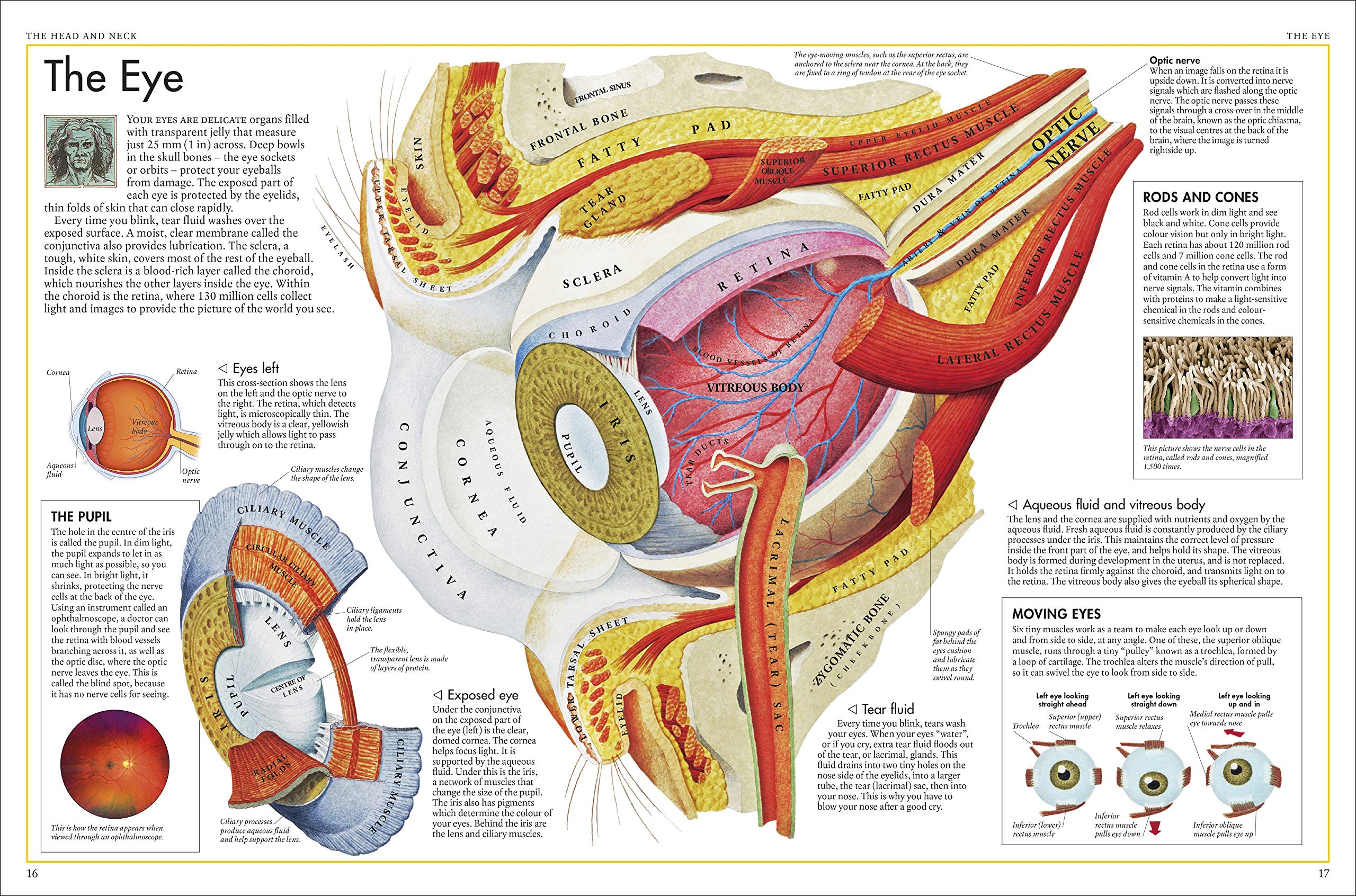The Body Atlas: Illustrated Human Anatomy Guide - Perfect for Students, Teachers & Medical Professionals