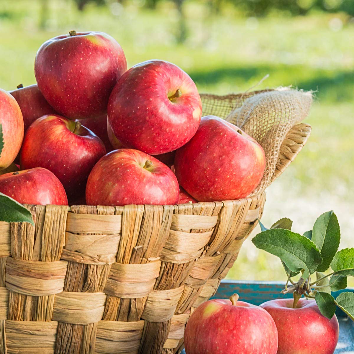 Baker's Delight Apple Reachables Fruit Tree - Live Bareroot Tree (1-Pack) | Easy to Grow Dwarf Apple Tree for Home Gardens, Backyard Orchards & Fresh Fruit Lovers