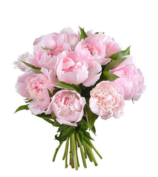 Light Pink Peony Bouquet - Fresh Cut Flowers for Weddings, Home Decor & Special Occasions | Premium Artificial Peonies for DIY Arrangements