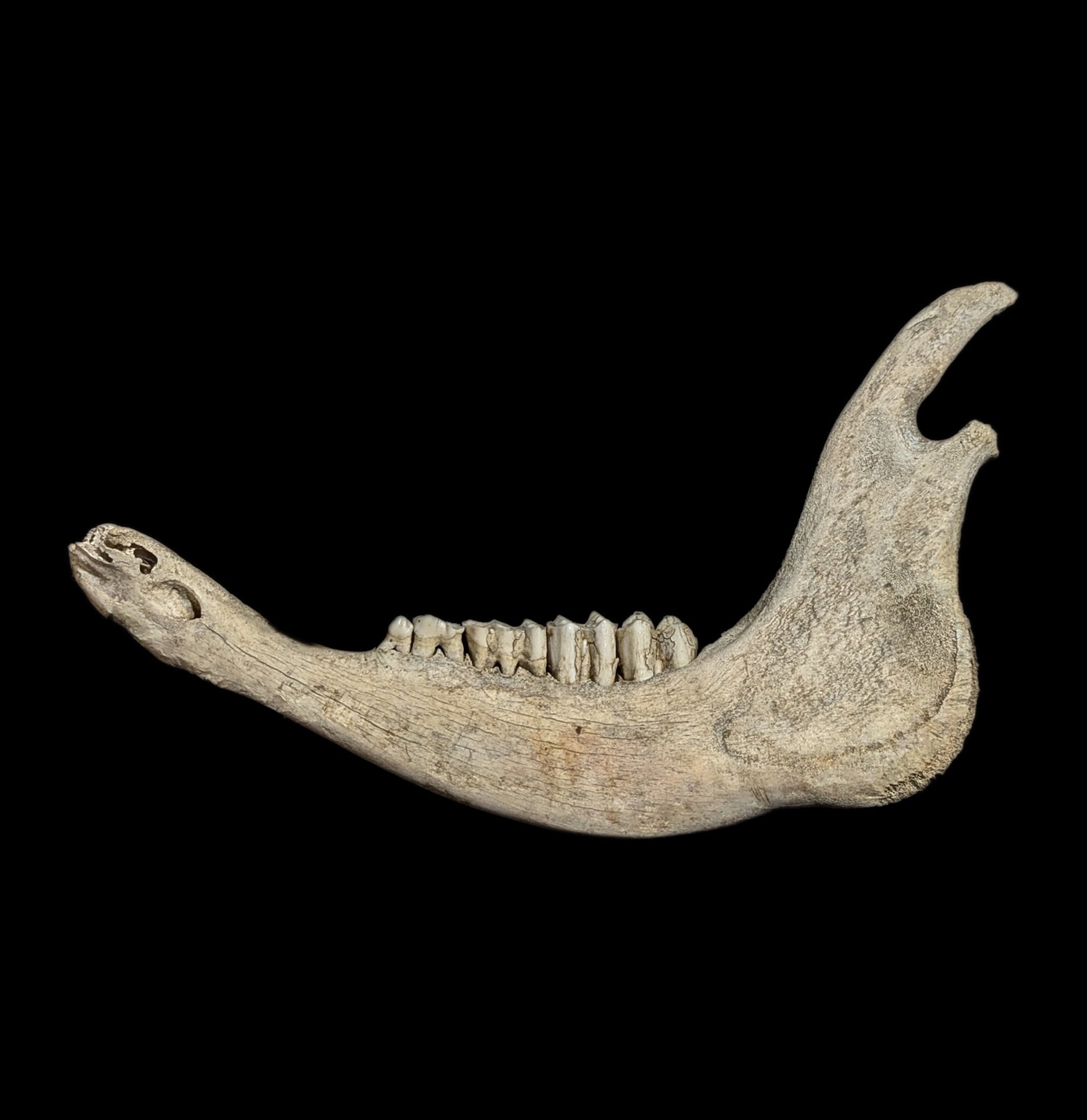 Authentic Field-Collected Large Mammal Jaw Bone - Genuine Fossil Specimen for Science Study, Home Decor & Educational Display | Perfect for Paleontology Enthusiasts, Classroom Teaching & Natural History Collections