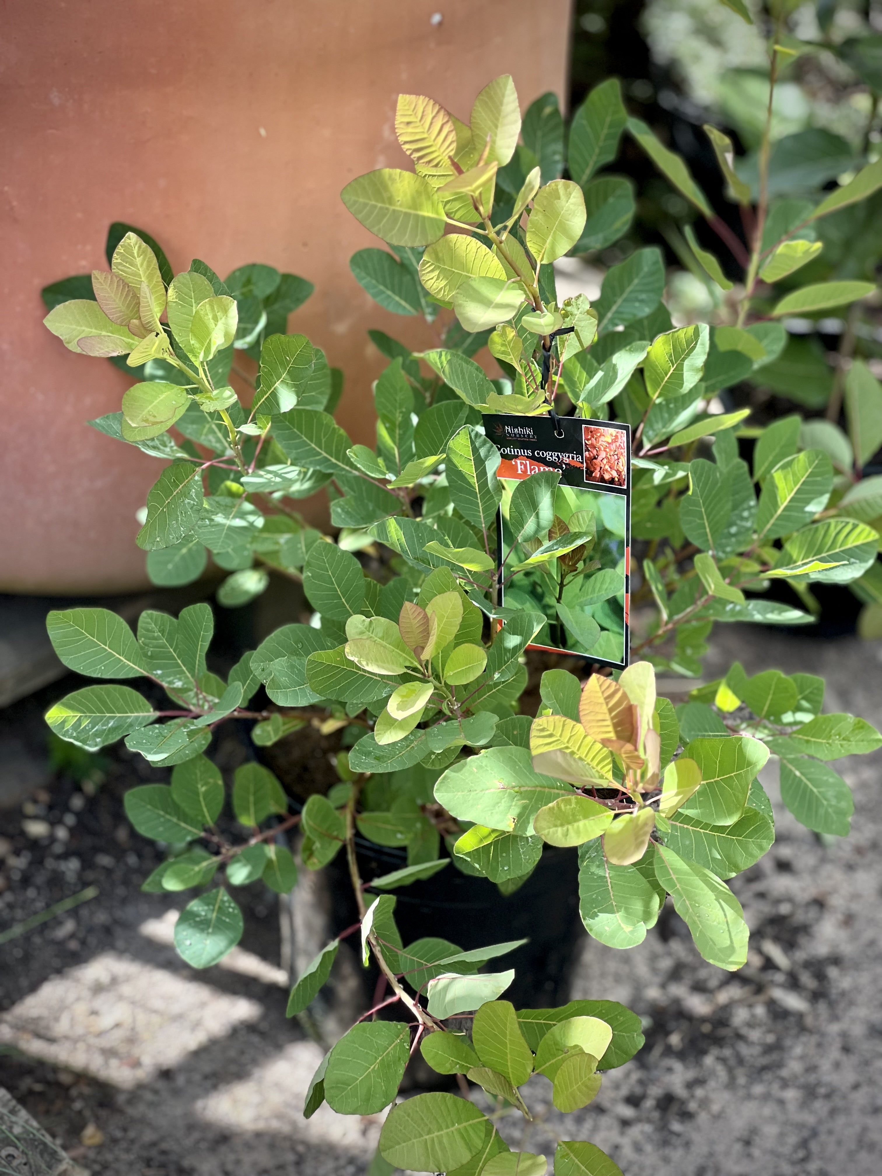 Buy Cotinus coggygria 'Flame' Smoke Bush - Vibrant Red Foliage for Landscaping & Garden Decor | Perfect for Borders, Hedges & Fall Color Displays