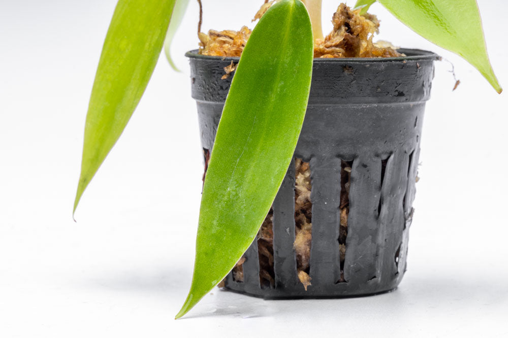 Philodendron 69686 Bare Root Plant - Live Tropical Houseplant for Home & Office Decor - Perfect for Indoor Gardening, Terrariums, and Plant Enthusiasts