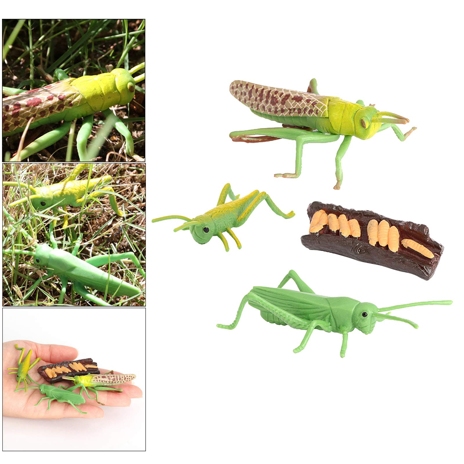 Nature Grasshopper Growth Life Cycle Playset - Educational STEM Toy for Kids, Insect Learning Kit for Science & Imagination Development - Perfect for Classroom, Homeschooling & Outdoor Exploration