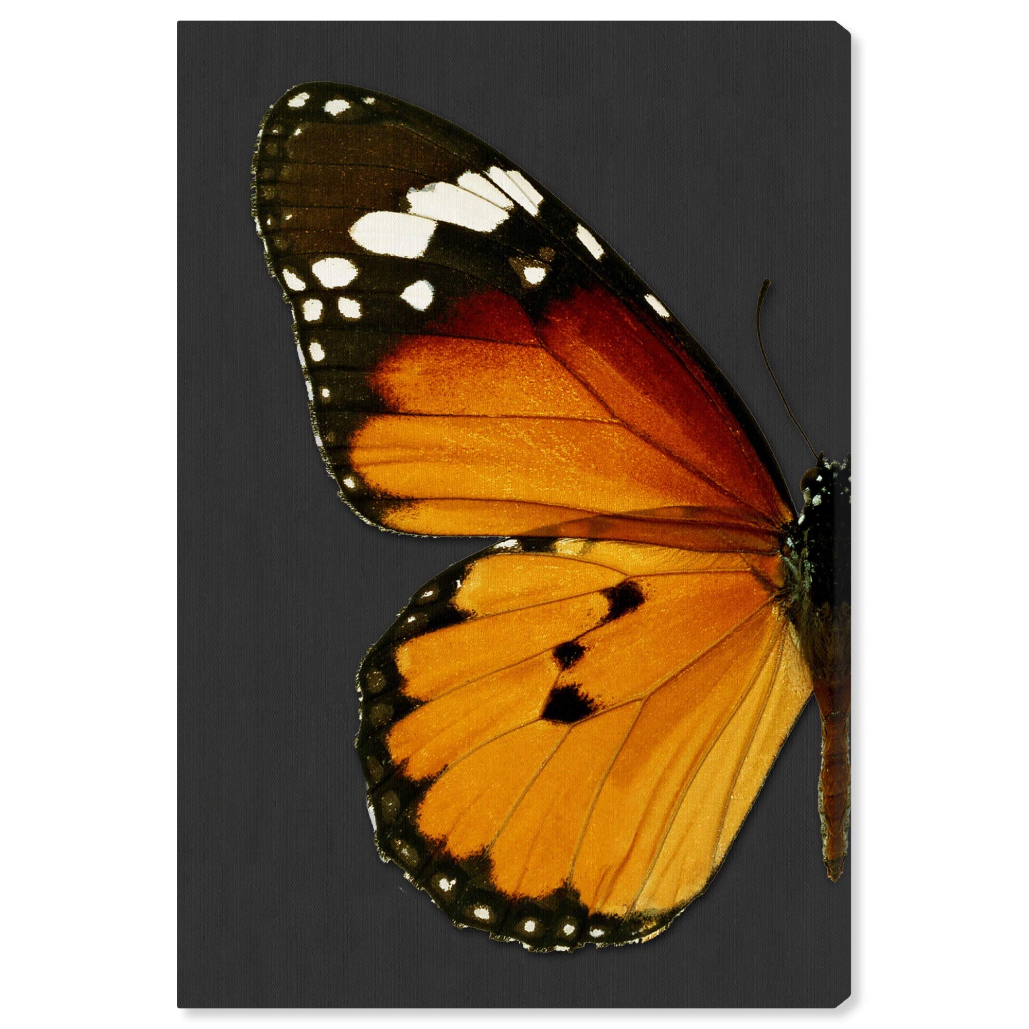 Monarch and Gray Butterfly Wall Art Canvas Print - 30