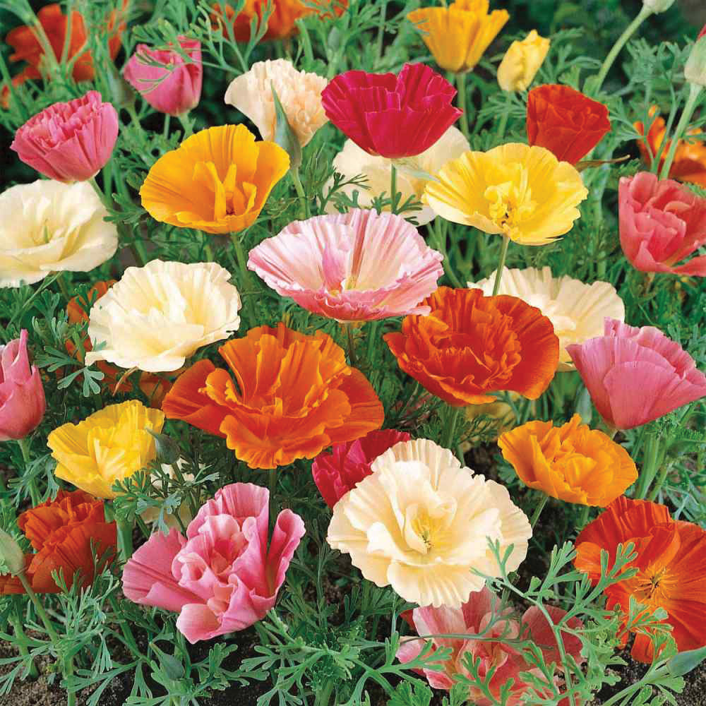 Papaver Poppy Mix Seeds - Colorful Flowering Garden Seeds for Landscaping, Borders & Cut Flower Arrangements