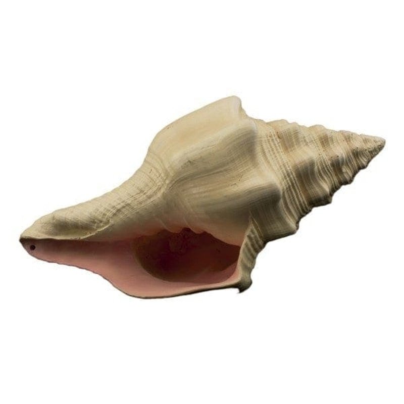 Bioscape Murex Shell 17.5cm (7 Inch) - Natural Sea Shell for Beach Decor, Coastal Home Decor, Aquarium Decoration, and DIY Crafts | Perfect for Beach Themed Parties, Wedding Centerpieces, and Shell Collectors
