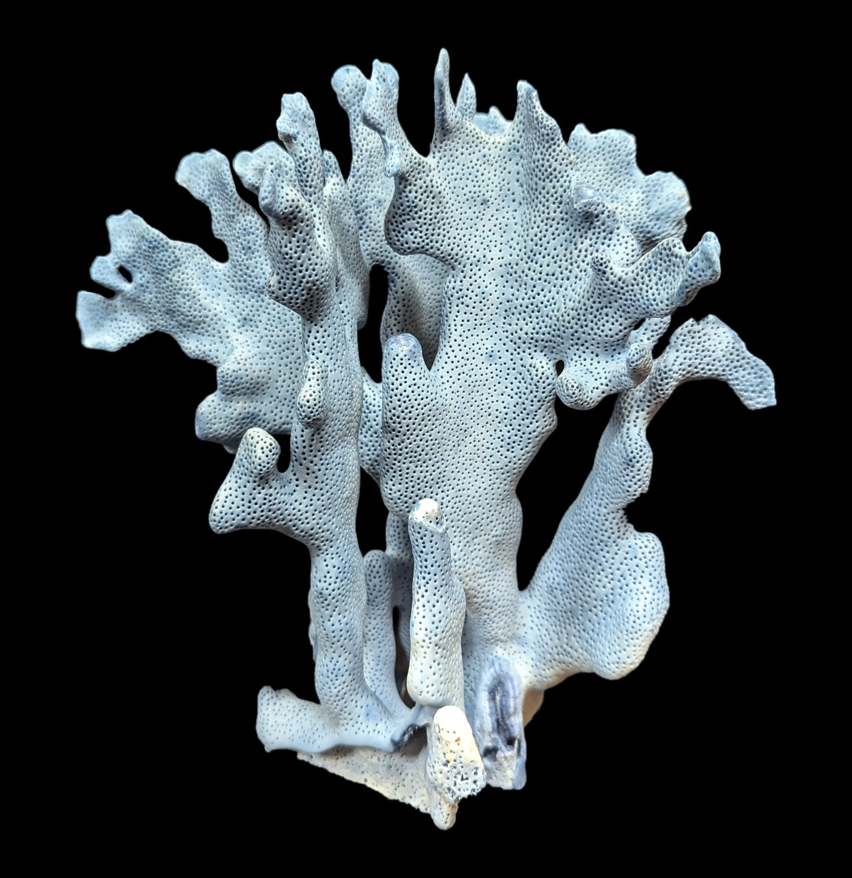 Premium Blue Heliopora Coerulea Coral for Saltwater Aquariums - Vibrant Live Coral for Reef Tanks & Marine Aquascaping