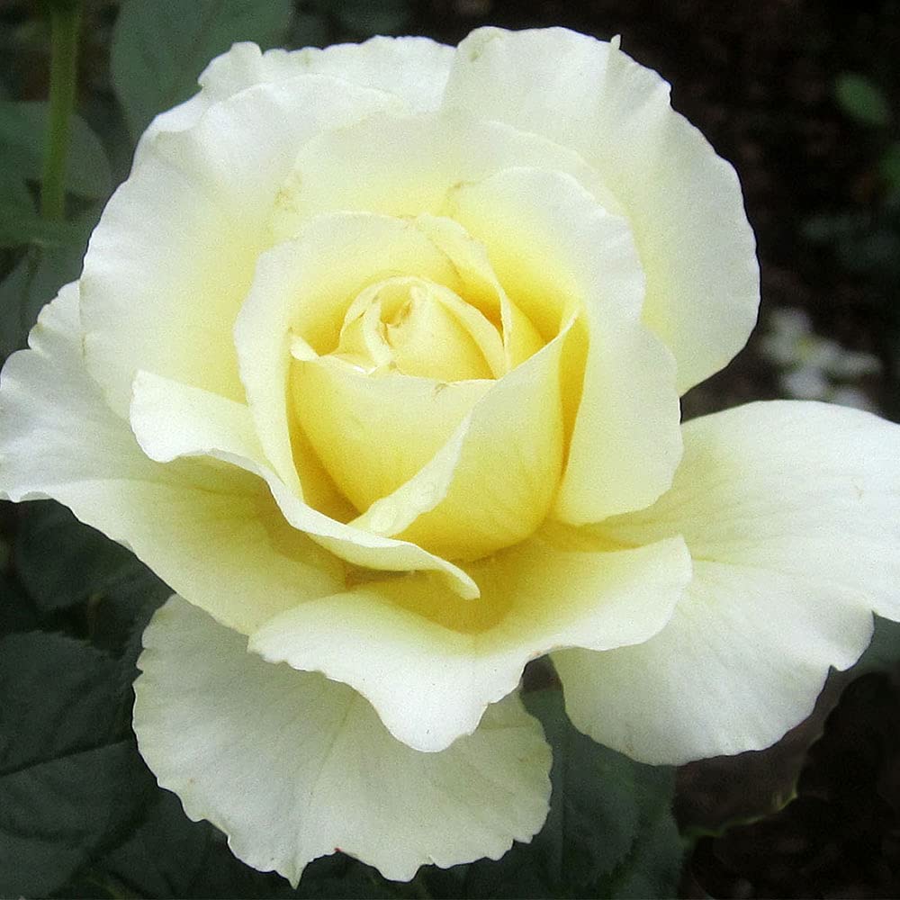 Heirloom Roses White Licorice™ Yellow Floribunda Rose Bush - Live Outdoor Planting, Fragrant Garden Flowers for Landscaping & Home Decor