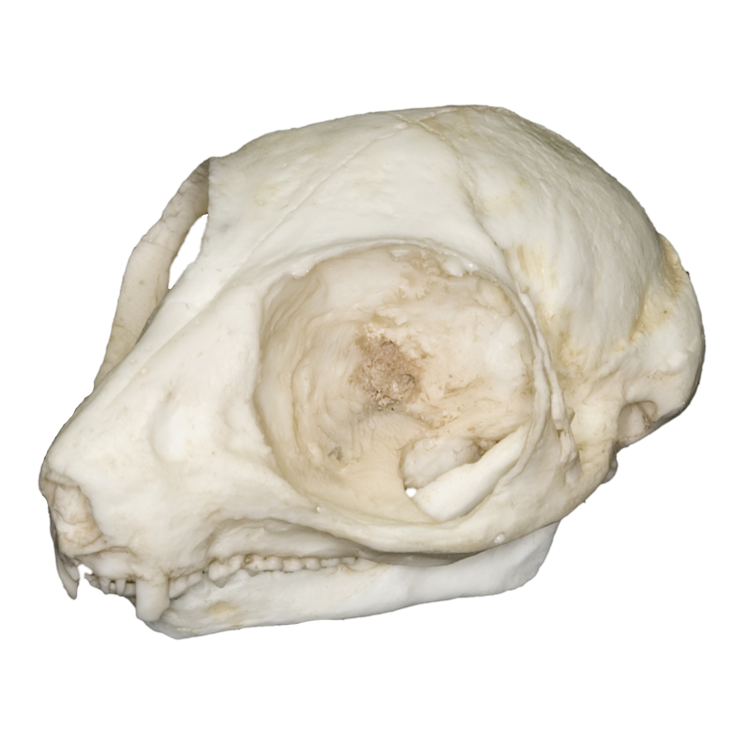 Authentic Replica Bush Baby Skull - Lifelike Primate Skull Model for Science Education, Halloween Decor & Oddity Collectors