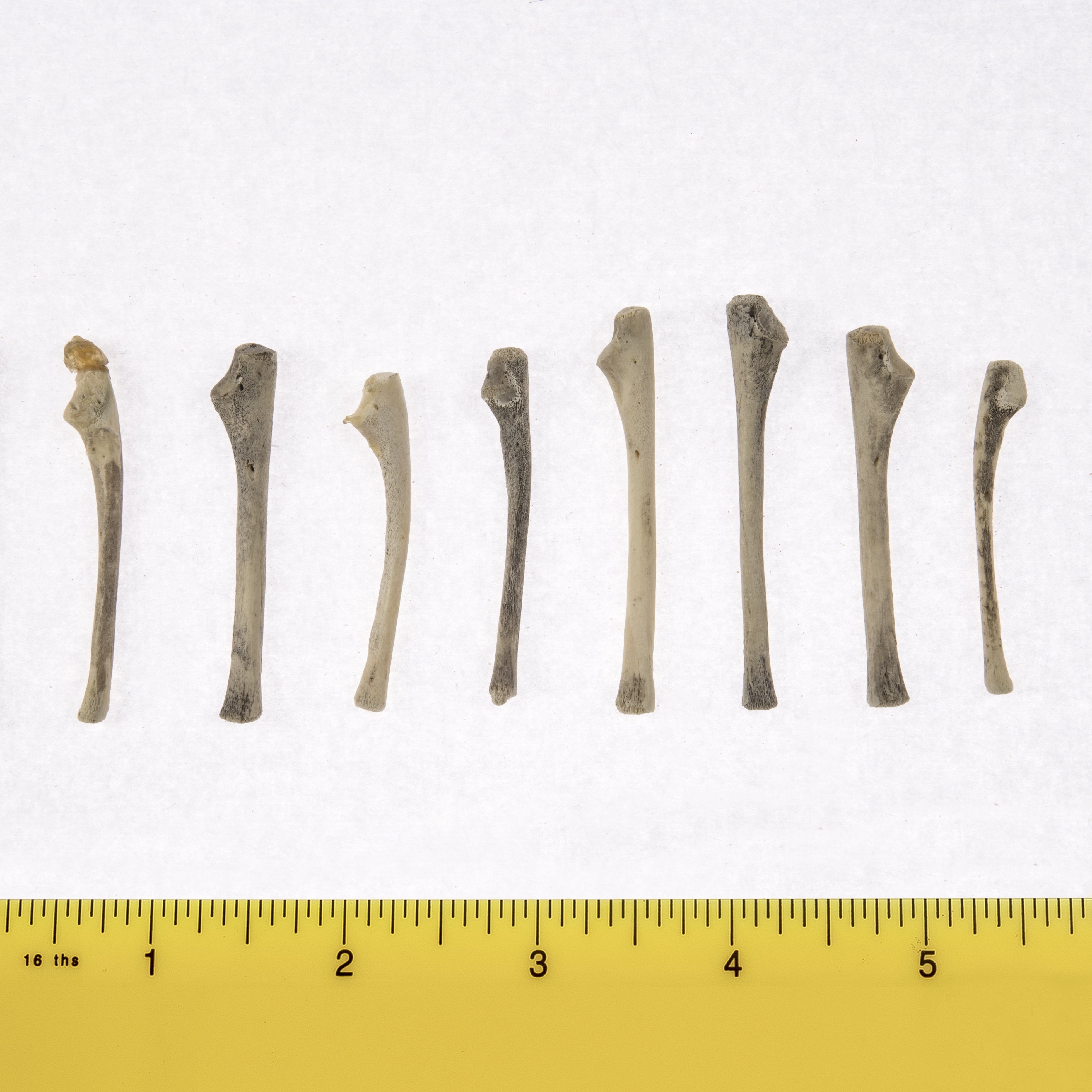 Premium Human Fetal Ulna Bone Specimen - Authentic Anatomical Model for Medical Research & Education | Ideal for Medical Schools, Laboratories & Forensic Studies