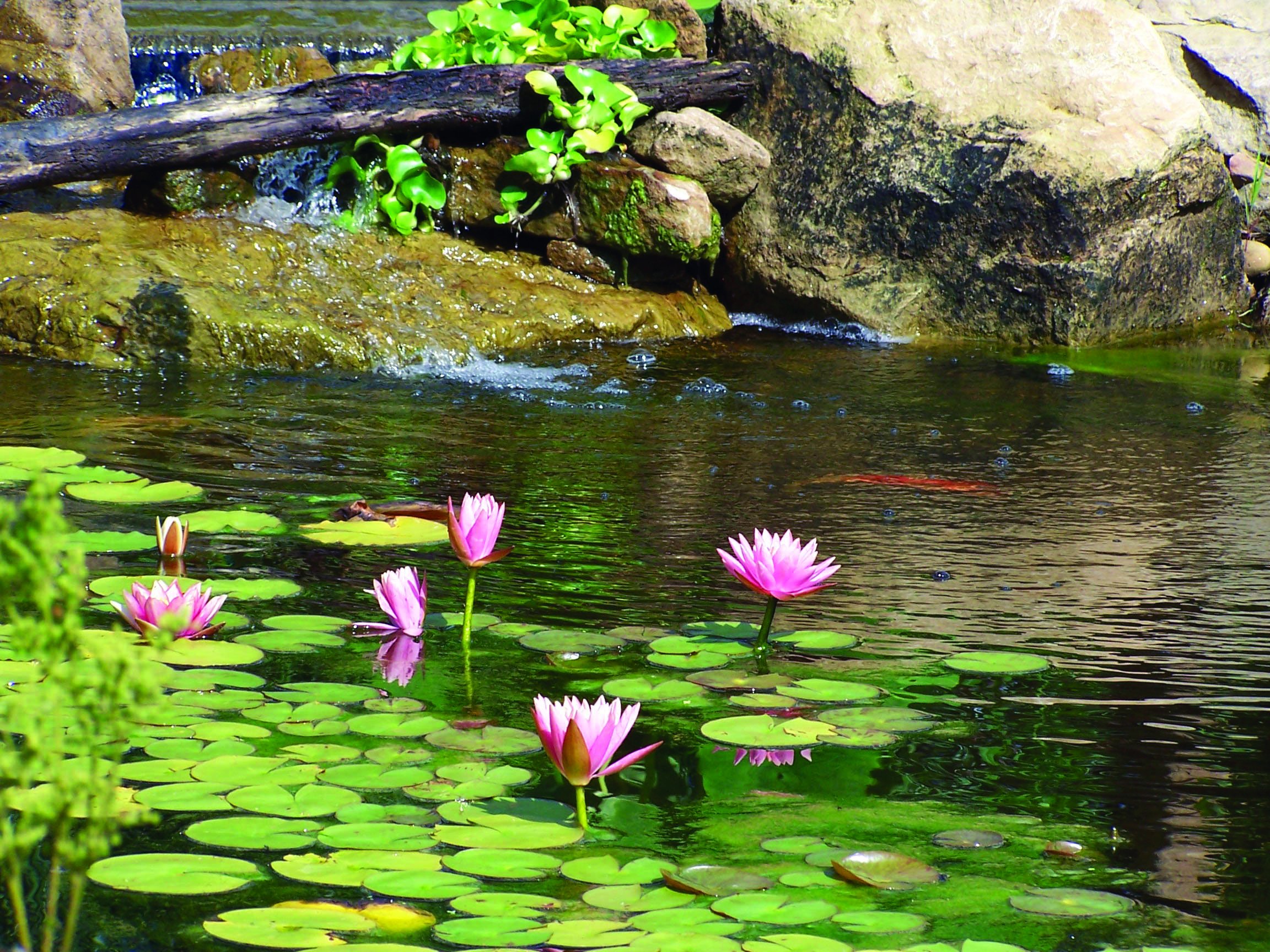 Aquascape UltraKlear 5000 UV Clarifier and Sterilizer - 55W Powerful Algae Control System for Large Ponds, Water Gardens & Outdoor Water Features | Improves Water Clarity & Kills Harmful Bacteria | Perfect for Koi Ponds, Decorative Fountains & Backyard Waterfalls