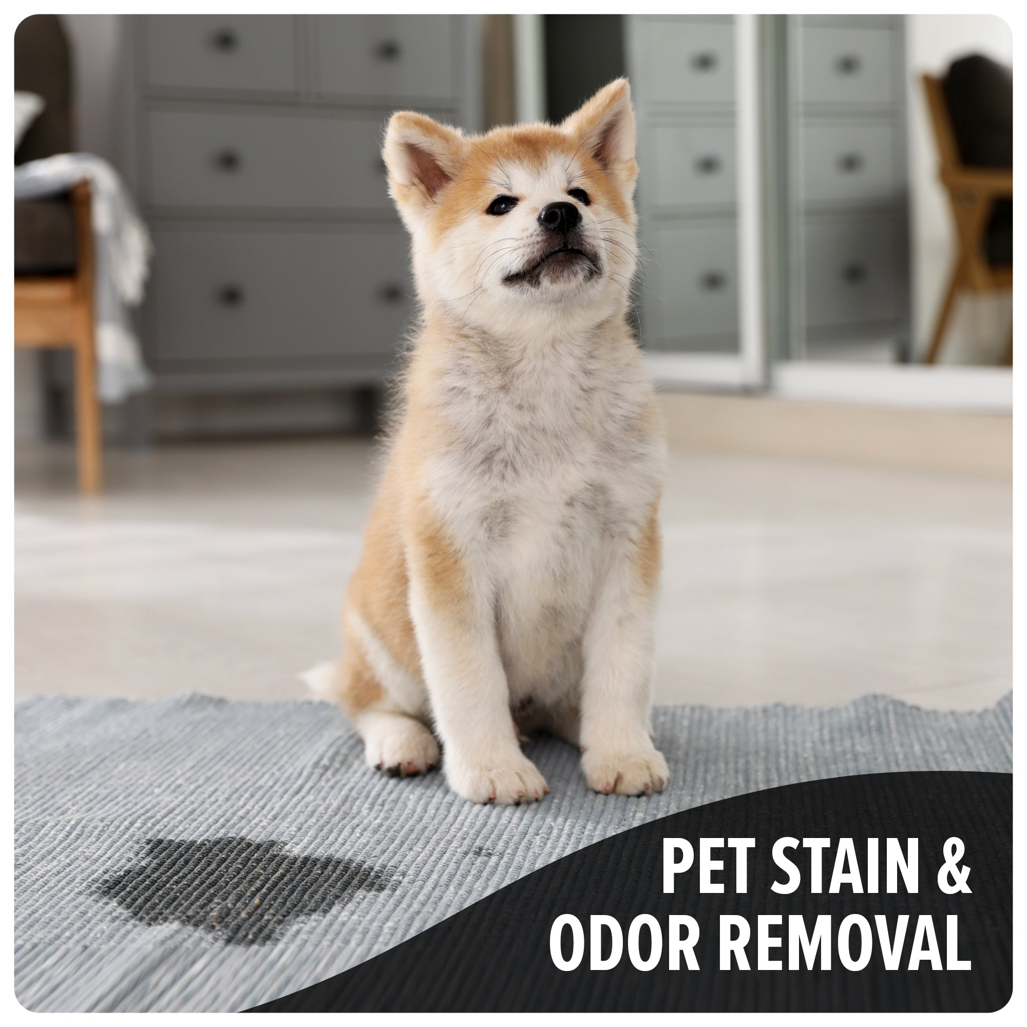 Best Pet Carpet Cleaner Solution for Dogs & Cats - Stain & Odor Remover for Home Use | Perfect for Pet Accidents & Deep Cleaning