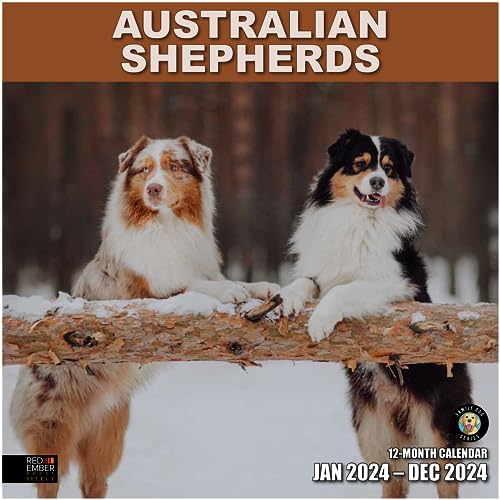 11 - Australian Shepherds