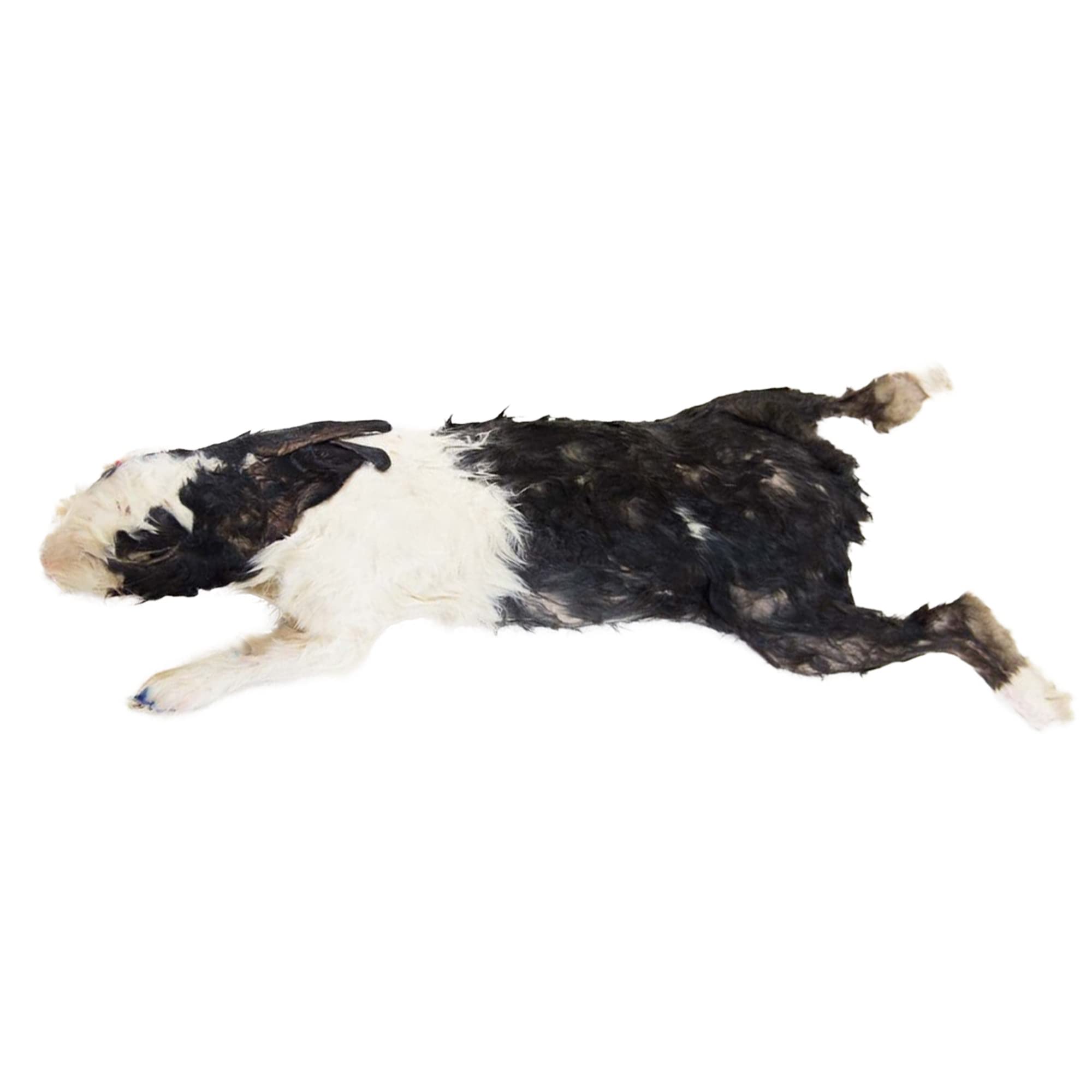 Premium Rabbit Dissection Specimen for Anatomy & Biology Labs - 14
