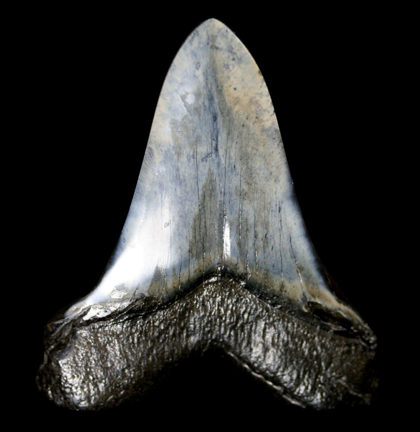 Authentic Polished Megalodon Tooth Fossil - Rare Shark Tooth Specimen for Collectors, Home Decor & Educational Display