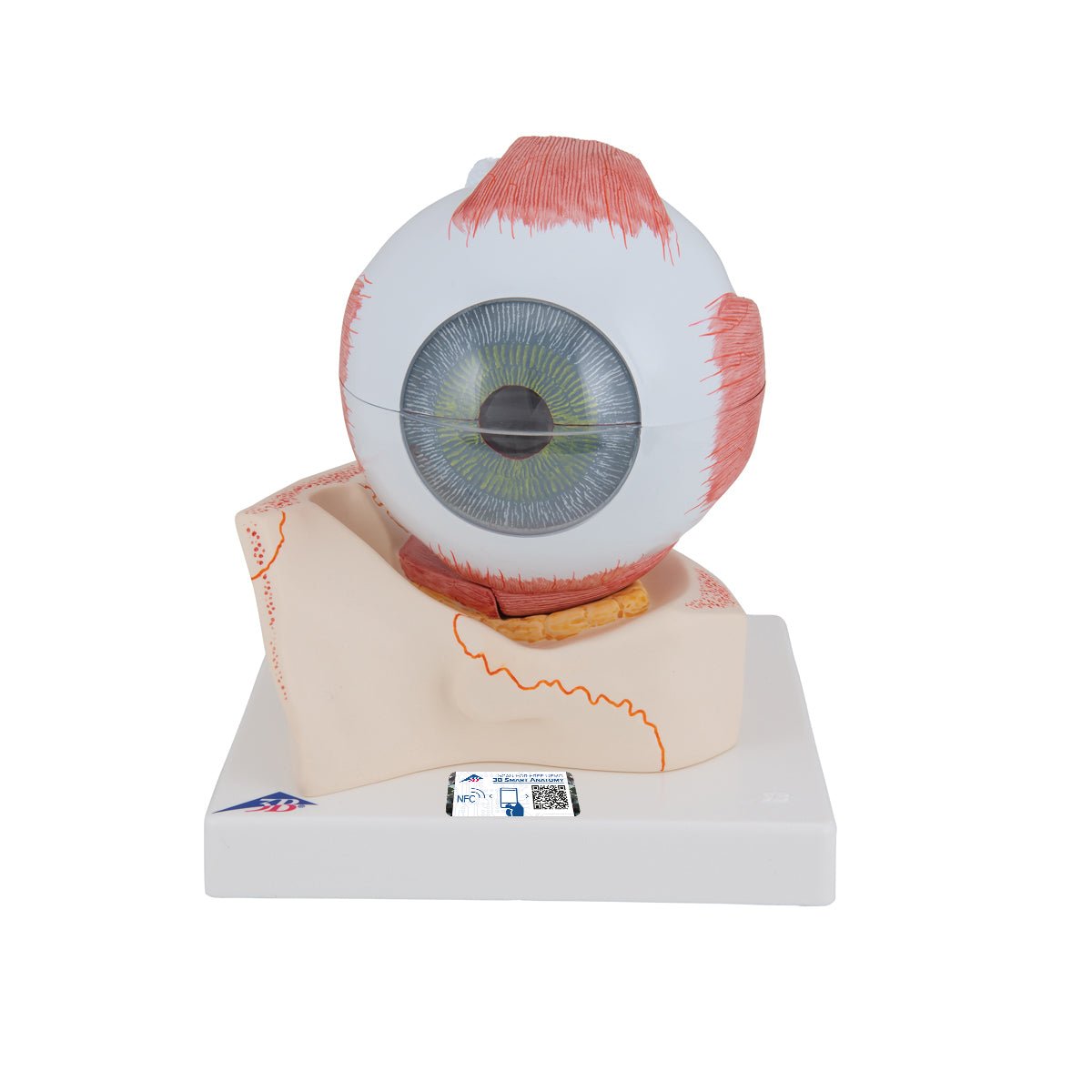 7-Part Human Eye Anatomy Model - 5X Enlarged for Detailed Study | Perfect for Medical Students, Biology Classes & Science Education