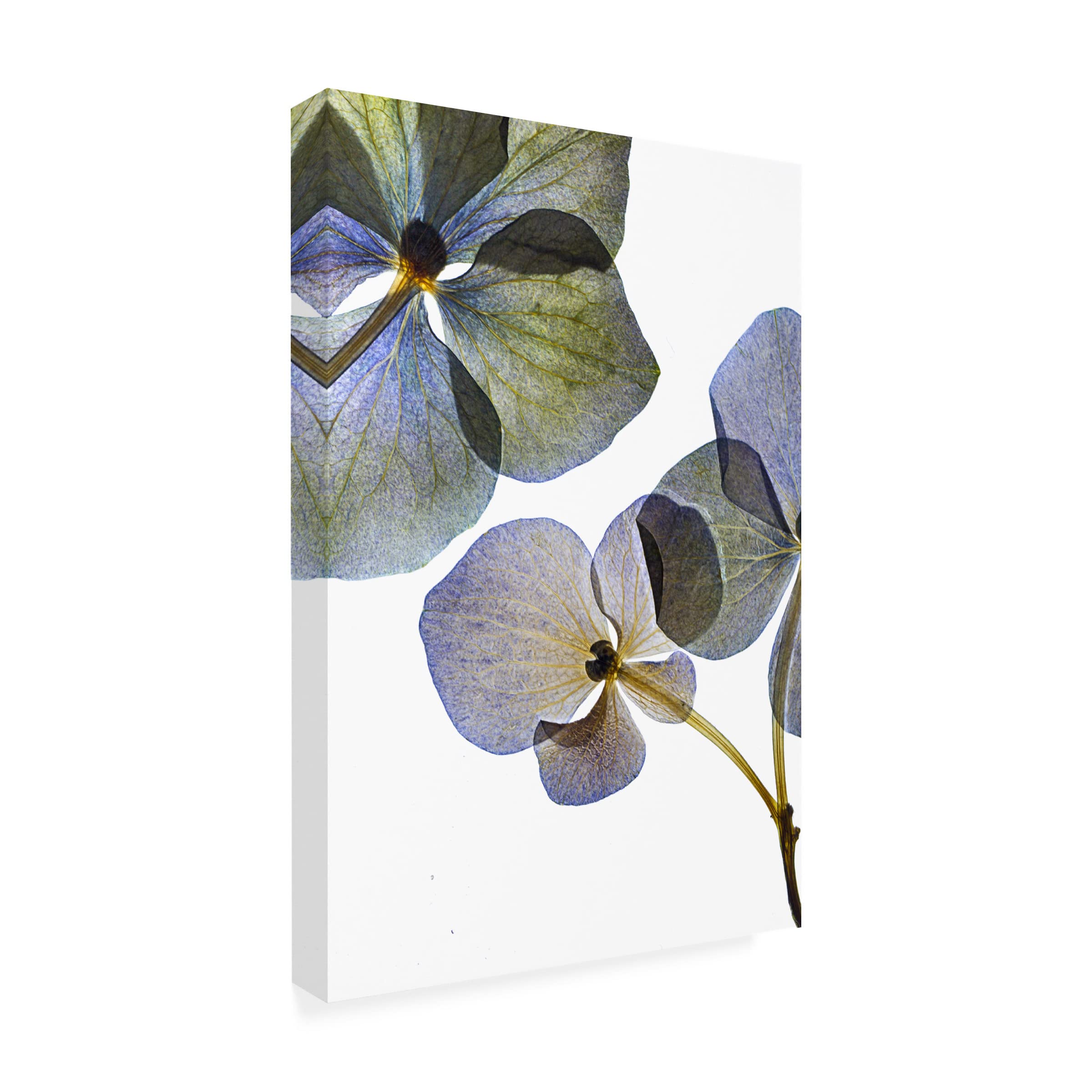 Trademark Fine Art 'Botanical 8' Canvas Wall Art Print by Lenka - Nature Inspired Floral Decor for Living Room, Bedroom & Office