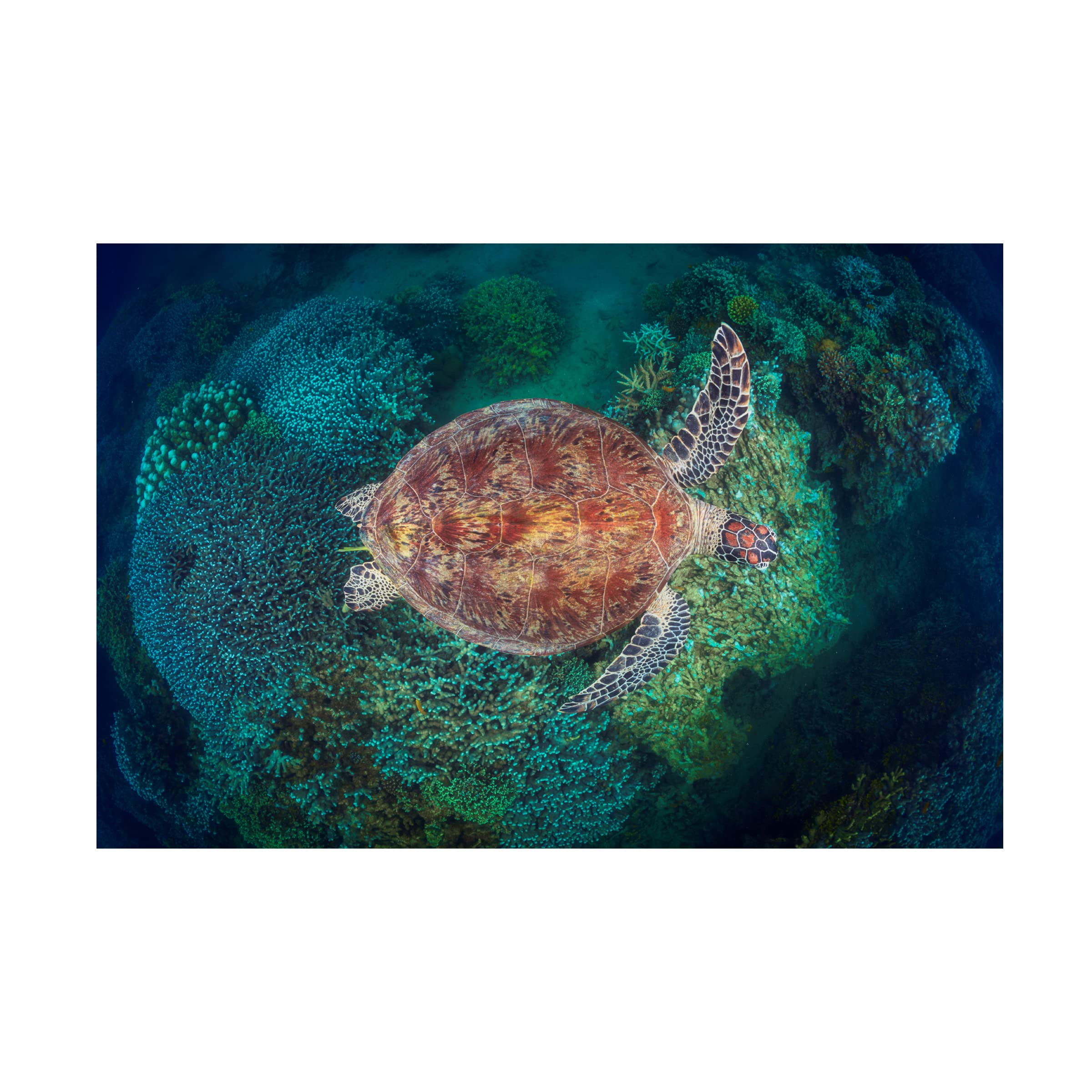 Trademark Fine Art 'Ngouja Reef' Canvas Wall Art by Barathieu Gabriel - Stunning Ocean-Themed Painting for Living Room, Bedroom & Office Decor
