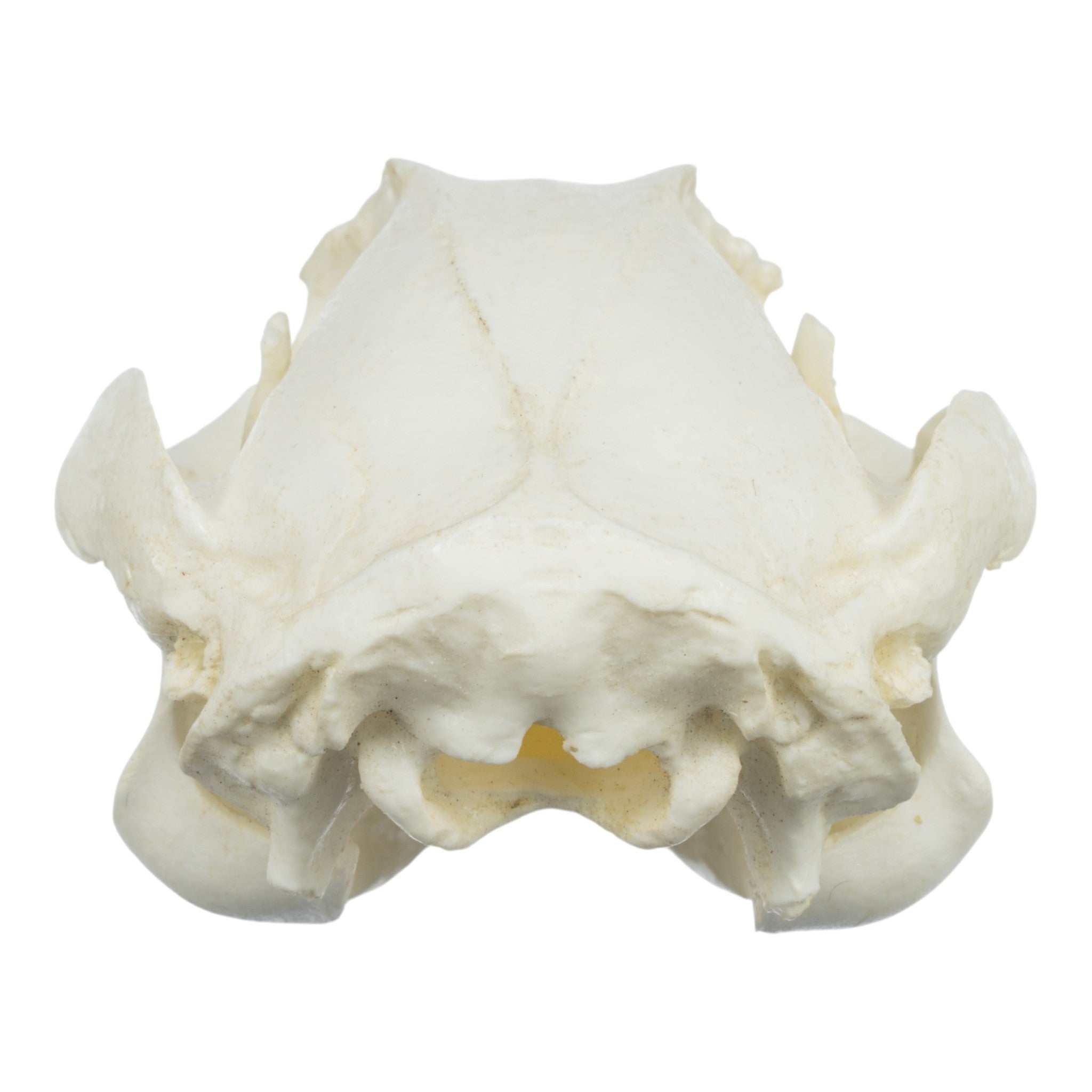 Replica Brush-Tailed Rock Wallaby Skull - Lifelike Animal Skull Model for Educational Display, Taxidermy, and Home Decor