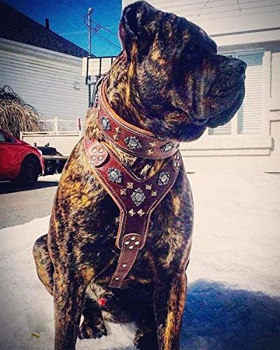 Aztec Big Dog Leather Harness - 2-Tone Rivet & Zipper Decorations - Handmade in Europe with Foam & Leather Padding - Durable Pet Gear for Large Breeds - Perfect for Walking, Training & Outdoor Adventures