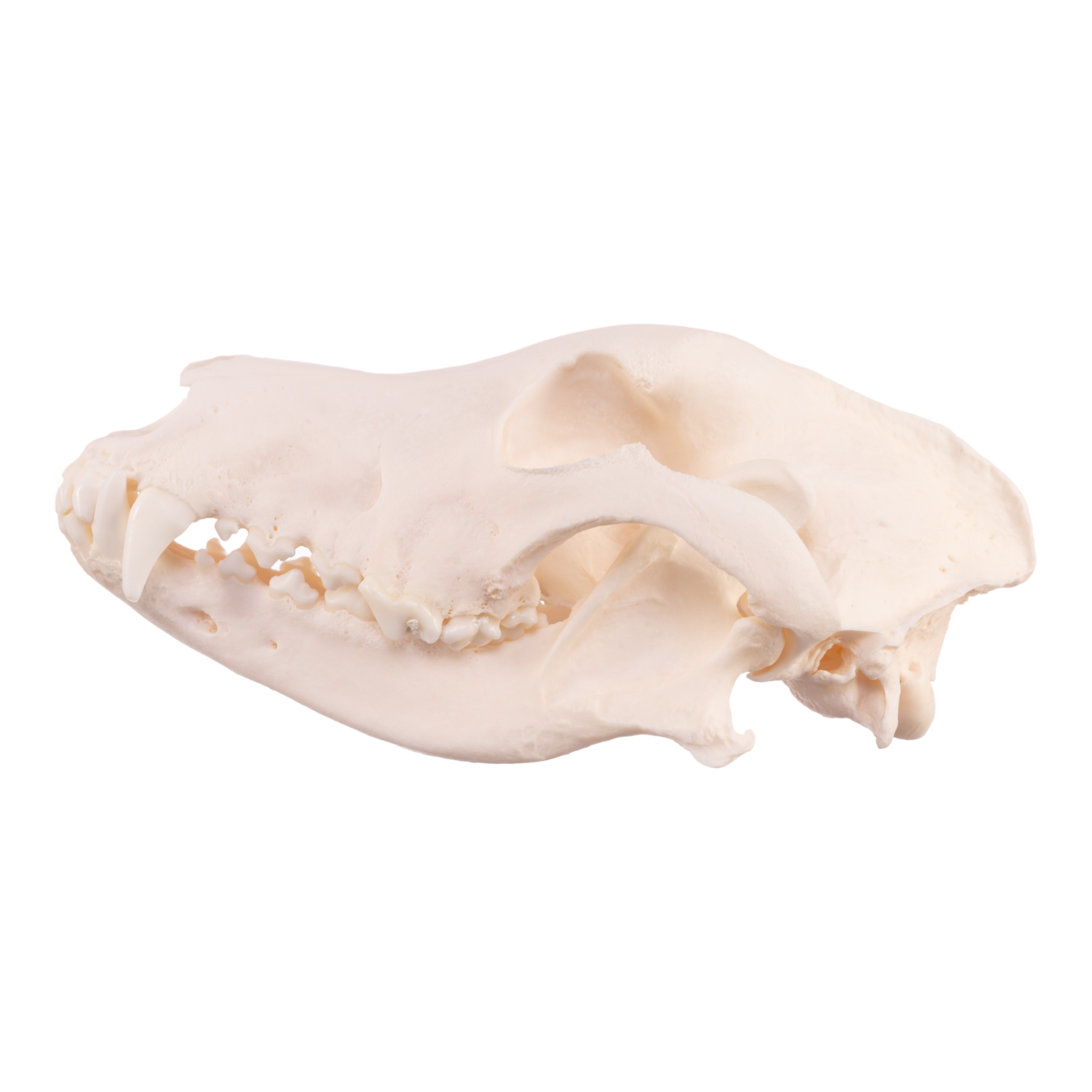 Authentic German Shepherd Dog Skull - Real Domestic Canine Skull for Veterinary Study, Taxidermy, and Educational Display