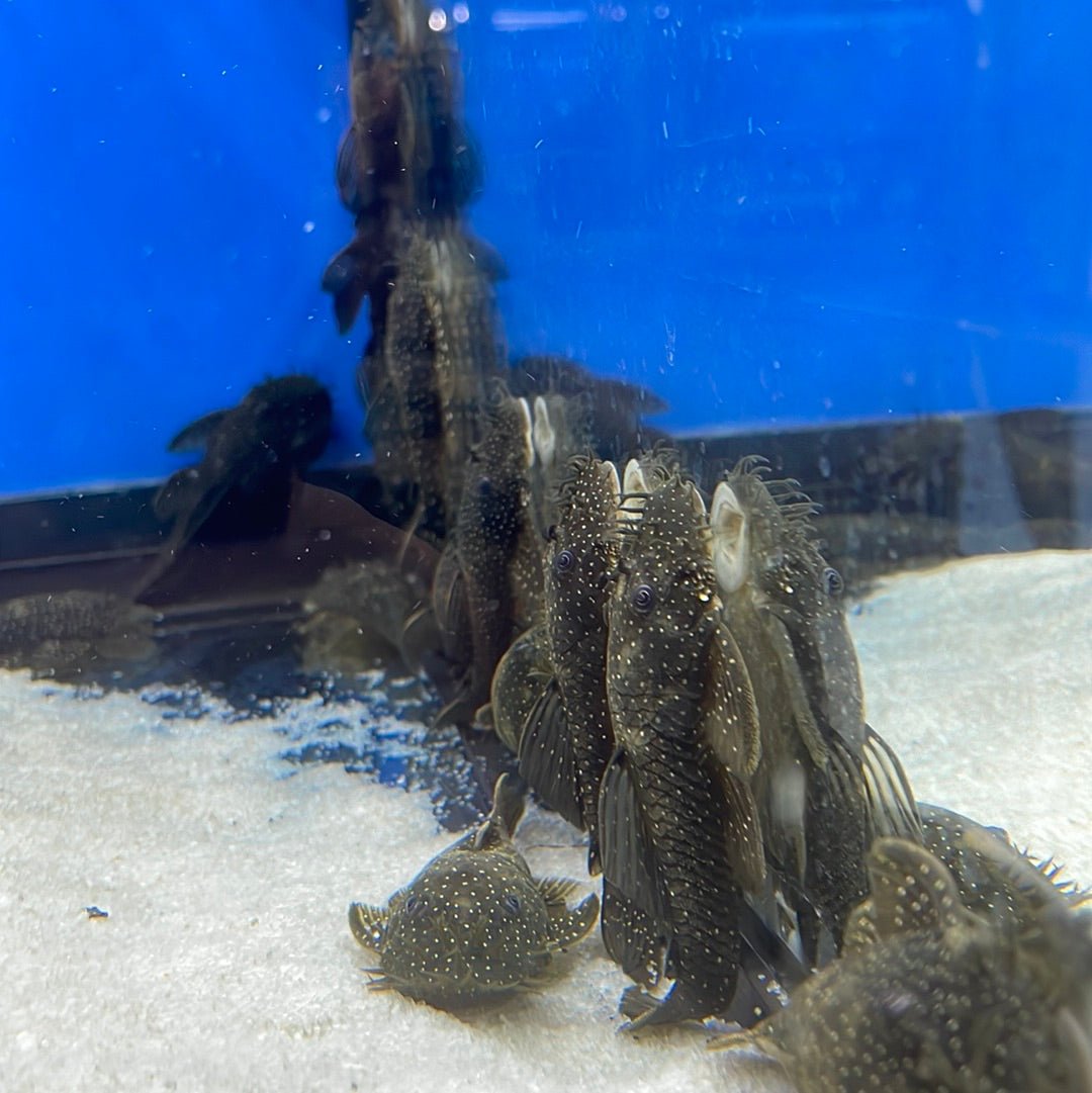 Premium L032 Aguaboa Pleco Fish - Live Tropical Aquarium Fish for Freshwater Tanks - Perfect for Planted Aquariums & Community Fish Tanks