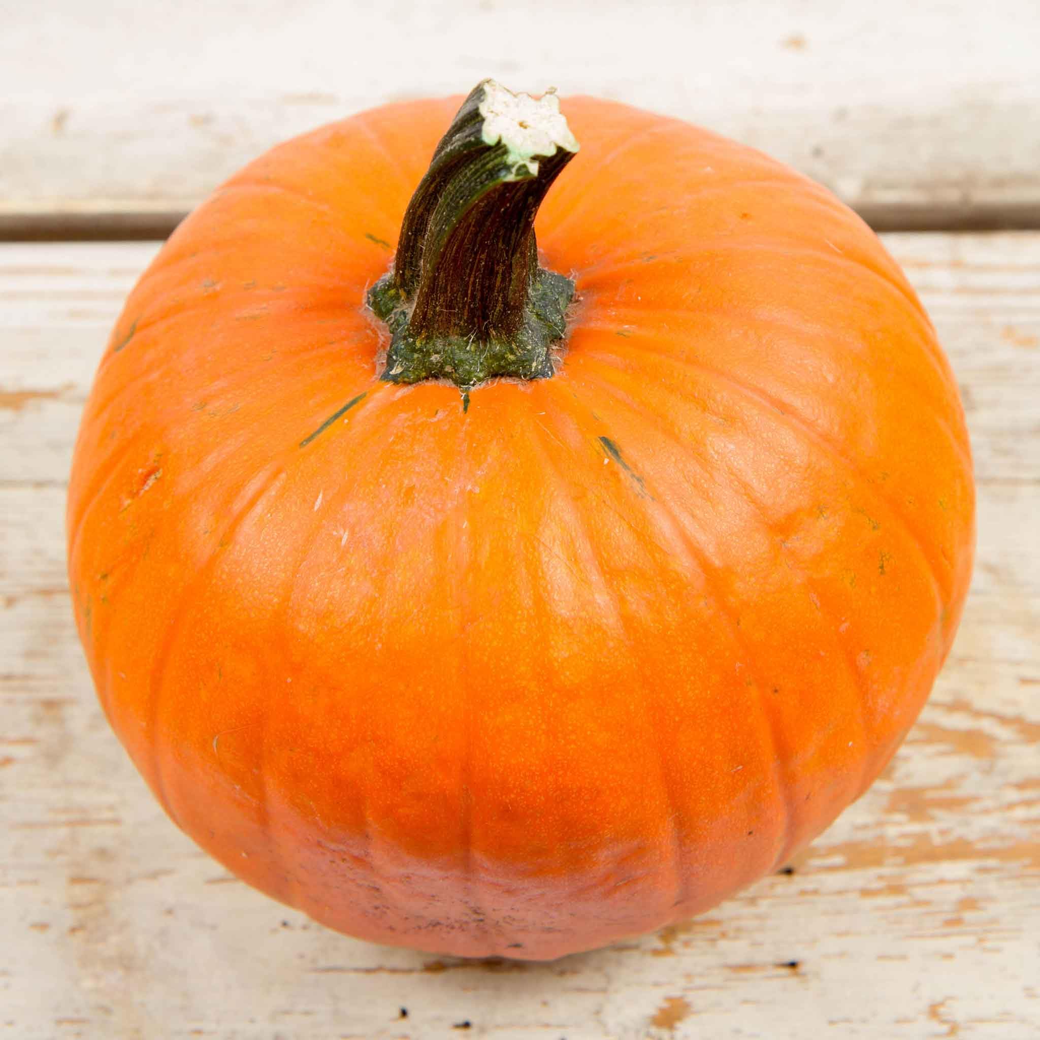 Eden Brothers Non-GMO Small Sugar Pumpkin Seeds for Planting - 1 Pound | High-Yield Fast-Growing Vegetable Seeds for Warm Season Planting in USDA Zones 3-10 | Perfect for Home Gardens, Pumpkin Patches & Fall Harvest Decorations