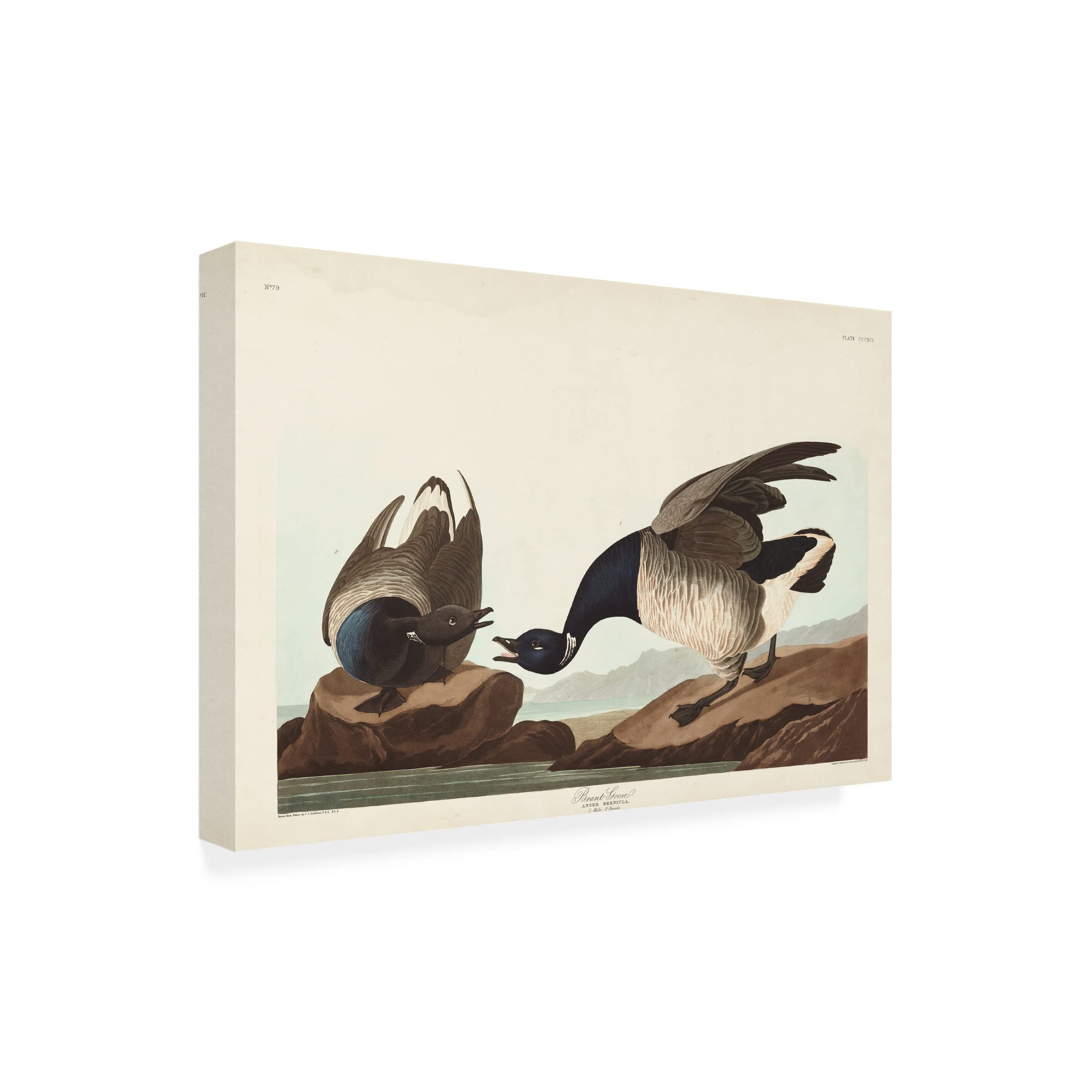 John James Audubon Brant Goose Canvas Art Print - 16x24 Inch Wildlife Bird Painting - Perfect for Living Room, Bedroom & Office Wall Decor