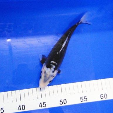 Premium Hand-Selected Koi Fish - 16 Vibrant Colors for Ponds & Aquariums | Perfect for Outdoor Water Gardens & Indoor Fish Tanks