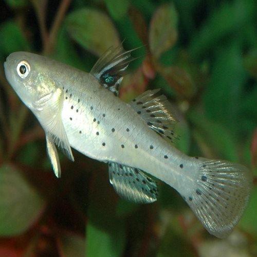 Knight Goby Fish - Live Freshwater Aquarium Fish for Sale | Perfect for Community Tanks, Nano Aquariums & Beginner Fishkeepers