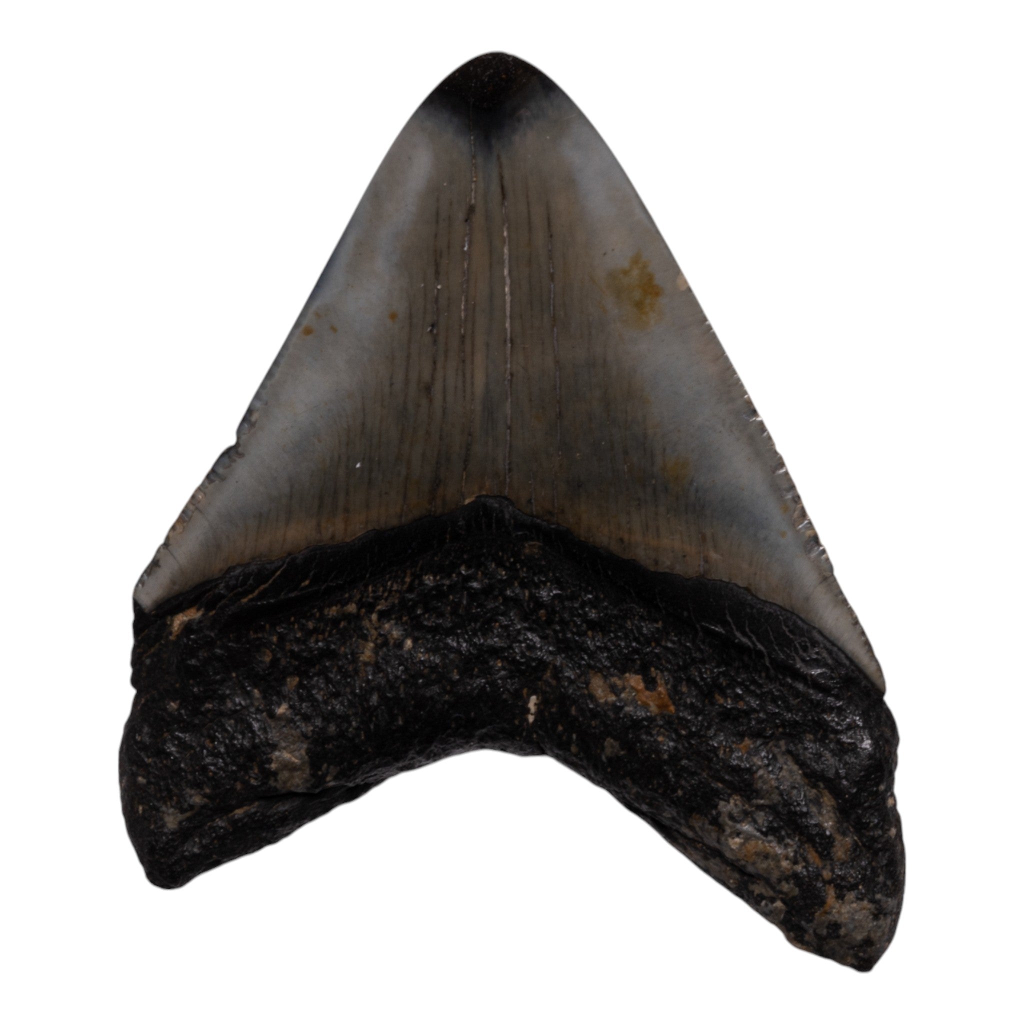 Authentic Megalodon Shark Tooth Fossil - Genuine Collector's Item for Home Decor, Jewelry Making & Paleontology Enthusiasts
