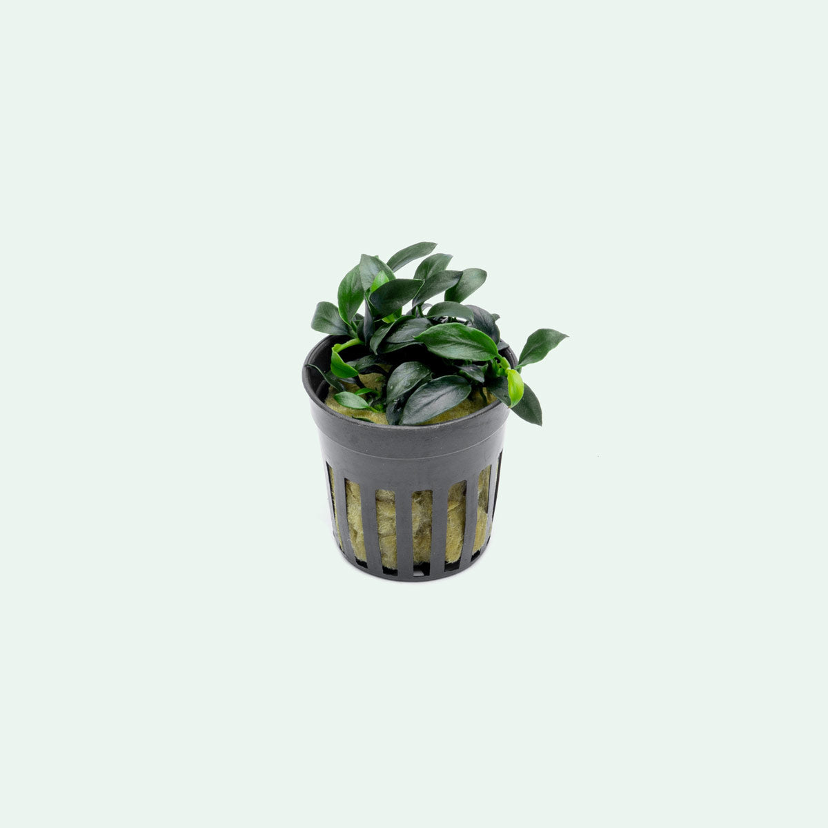 Anubias Nana Pangolino Live Aquarium Plant - Small & Hardy Freshwater Aquatic Plant for Fish Tanks, Aquascaping & Low Light Aquariums | Perfect for Nano Tanks, Shrimp Habitats & Betta Fish Environments