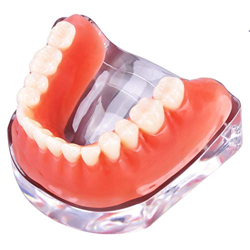 Realistic Simulation Teeth Model - Lightweight Dental Training Aid with High Analog Plastic Material for Dental Students & Class Teaching | Perfect for Dental Education, Practice & Demonstration
