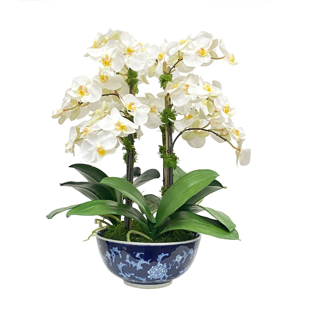 Premium Phalaenopsis Orchid Plants - Elegant & Long-Lasting Indoor Flowers for Home Decor, Office, and Gifts