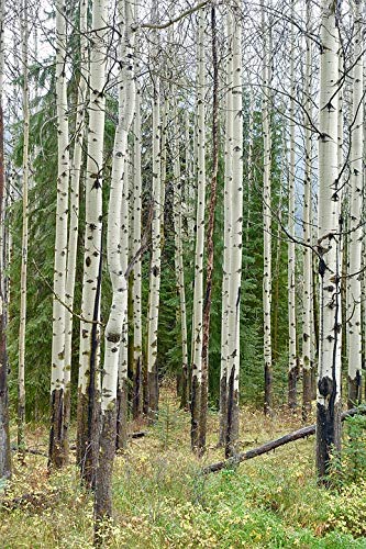 20x30 Inch Laminated Forest Birch Trees Poster - Vibrant Colors & High-Quality Print - Perfect for Living Room, Bedroom Decor - Wall Art for Home & Office