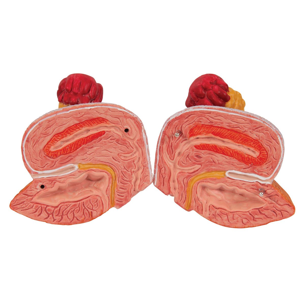 Dual Gender Urinary System Model - 6-Part Anatomical Demonstration Kit for Medical Education & Training | Perfect for Classroom, Lab & Healthcare Professional Use