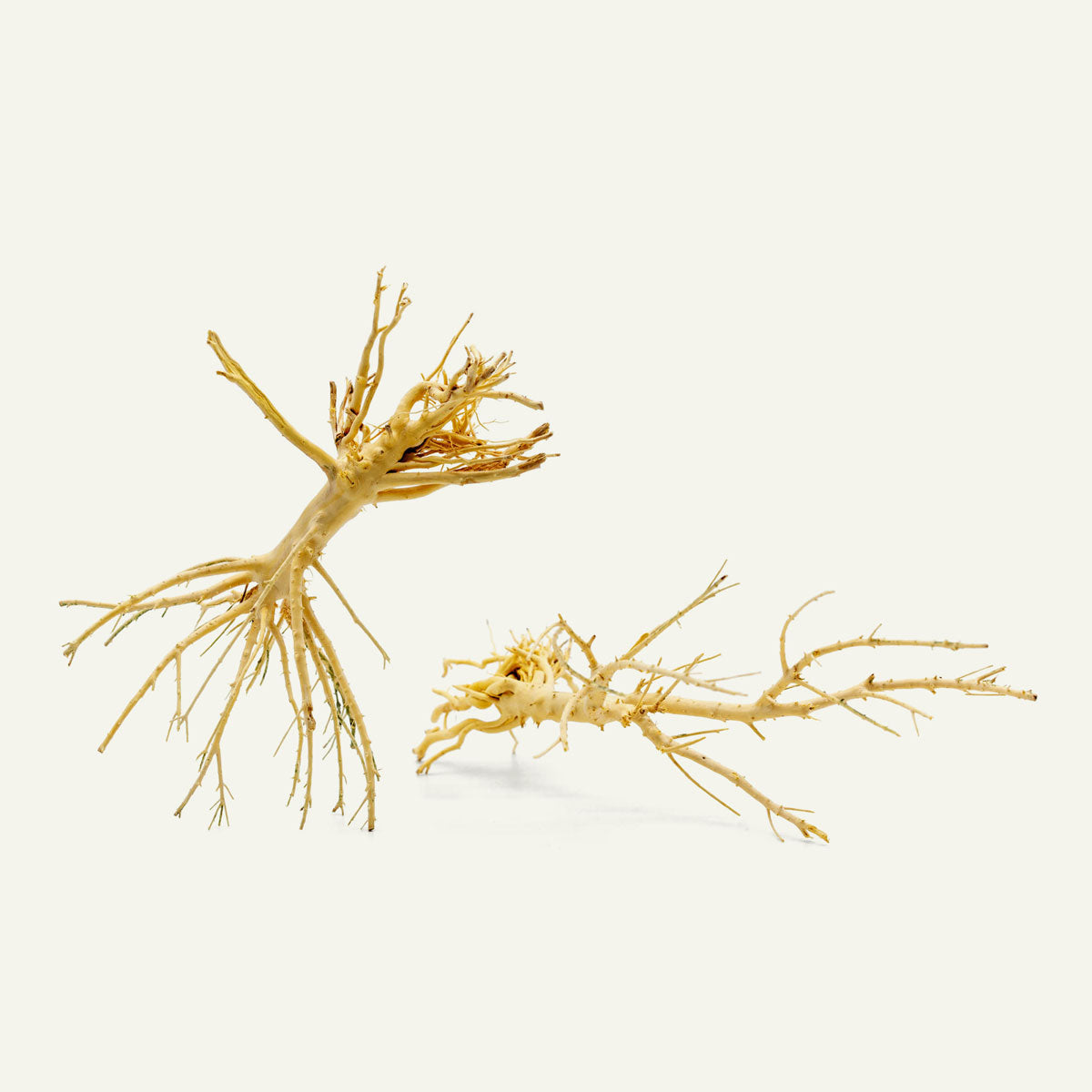 Natural Tree Root Driftwood for Aquarium Decor - Unique Fish Tank Decoration for Shrimp, Betta & Reptile Habitats - Perfect for Aquascaping & Terrarium Landscaping