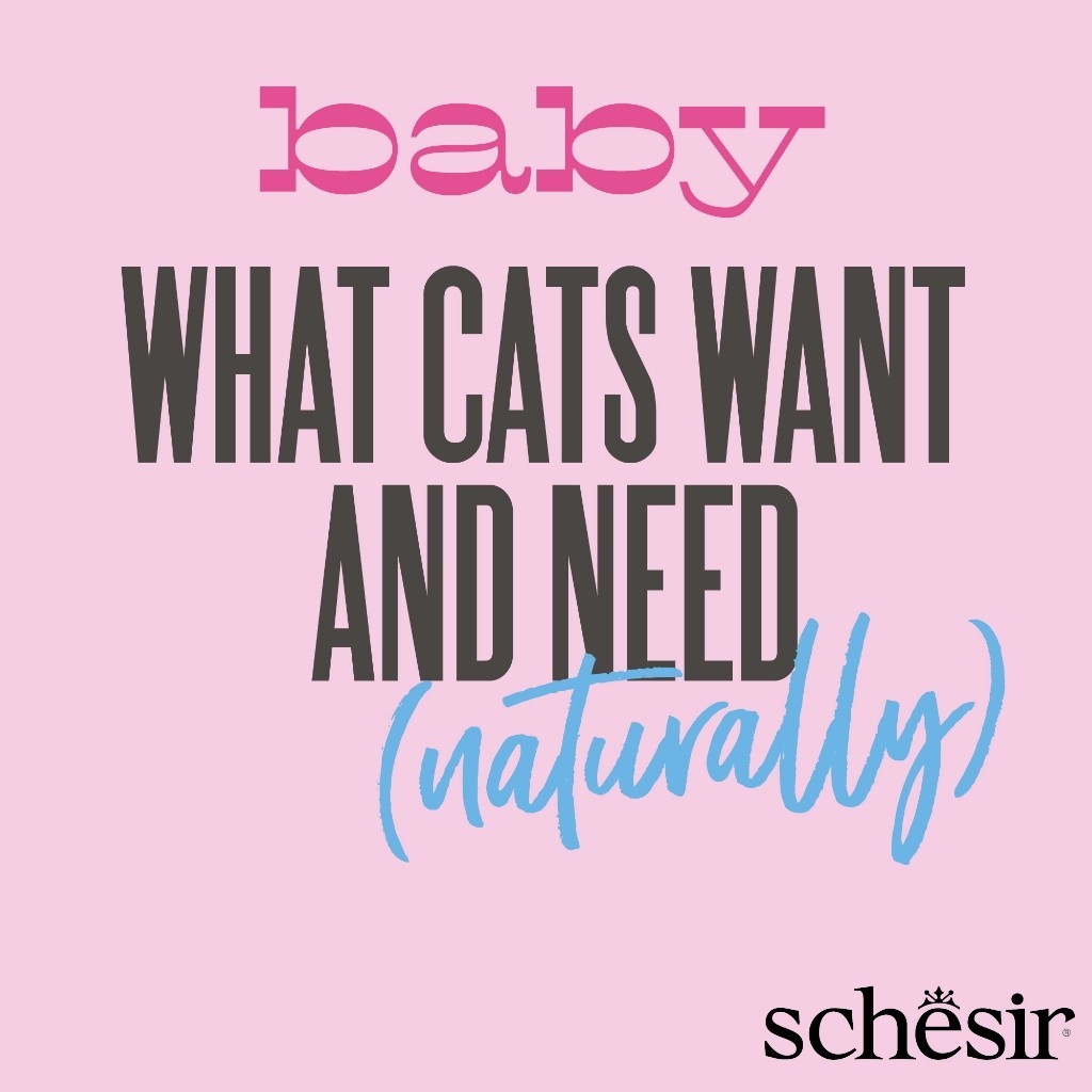 Schesir Grain-Free Kitten Wet Food - Complete & Balanced Nutrition with Wholefood Fillet & Velvet Mousse (70g) - Perfect for Growing Kittens and Picky Eaters